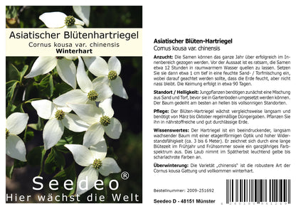 Seedeo® Asiatischer Blütenhartriegel (Cornus kousa var. chinensis) 30 Samen