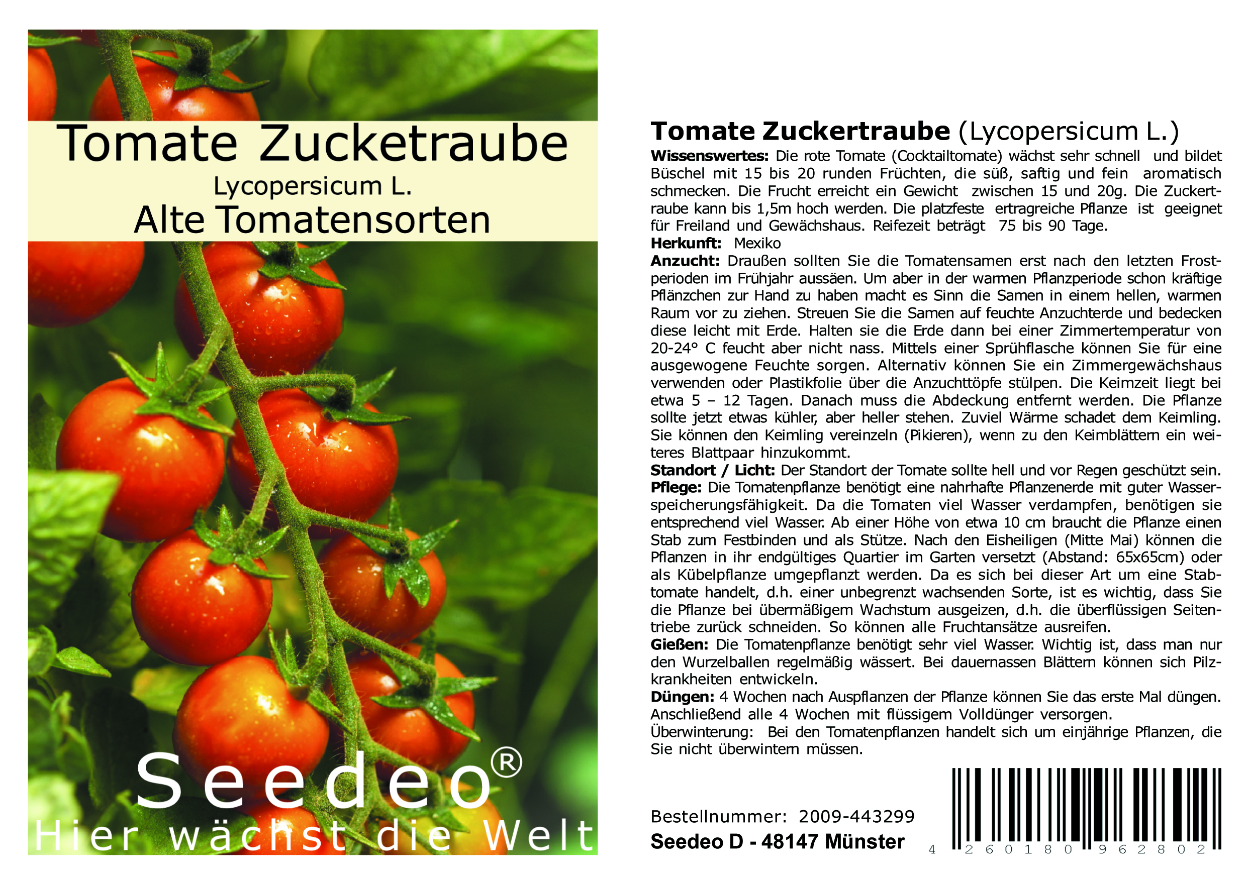 Seedeo® Tomate Zuckertraube (Lycopersicum L.) 45 Samen BIO