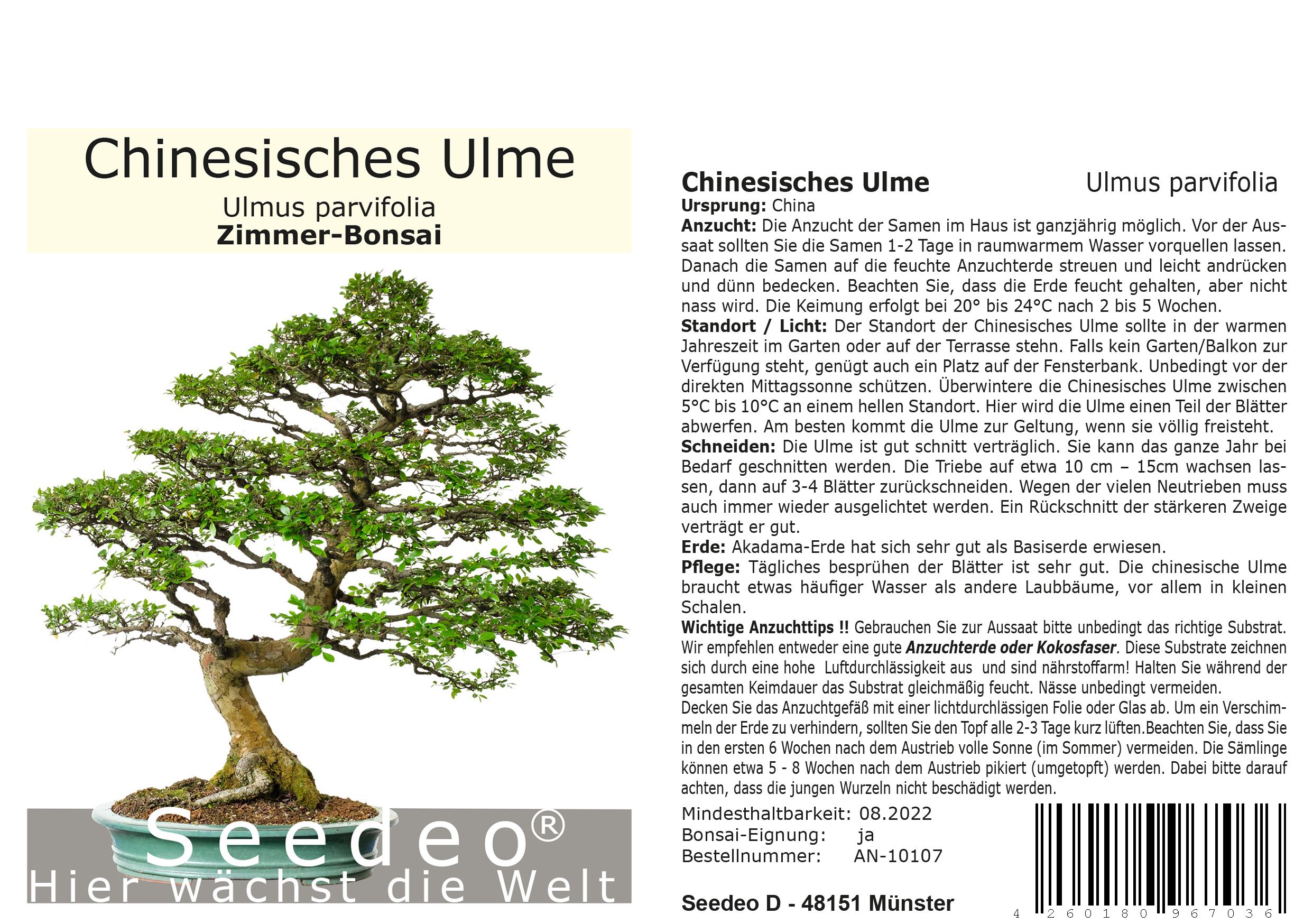 Seedeo® Chinesisches Ulme (Ulmus parvifolia) Bonsai 70 Samen