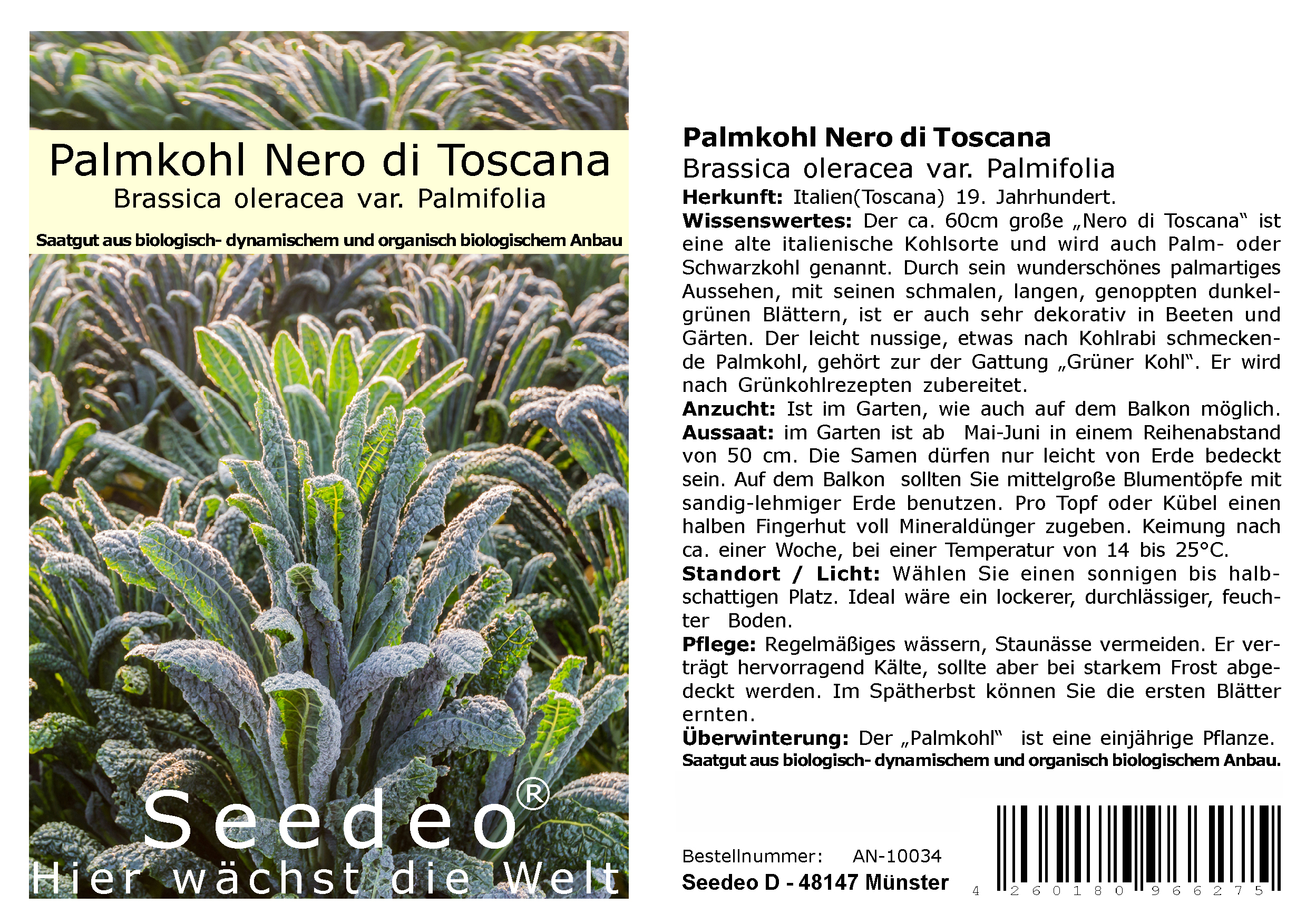 Seedeo® Palmkohl Nero di Toscana (Brassica oleracea var. Palmifolia) 150 Samen BIO