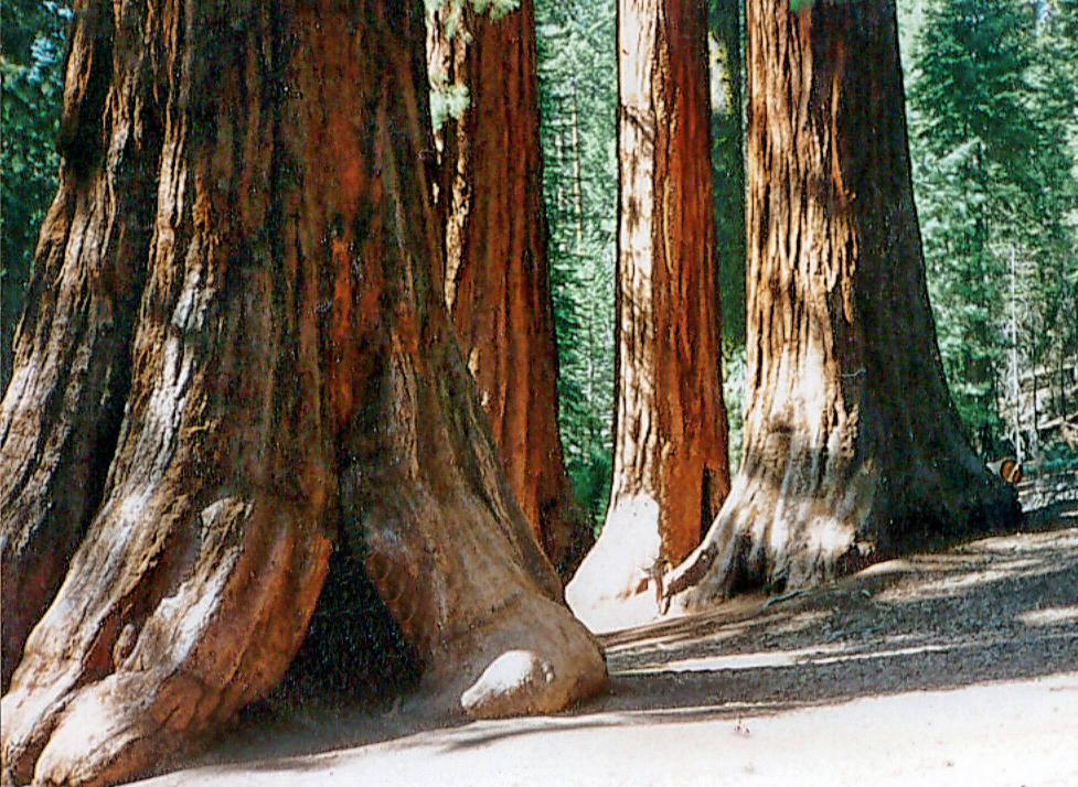 Seedeo® Berg - Mammutbaum (Sequoia. gigantea) Pflanze 2 Jahre Geschenkedition 2