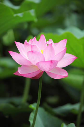 Bild Indische Lotusblume (Nelumbo nucifera) 8 Samen