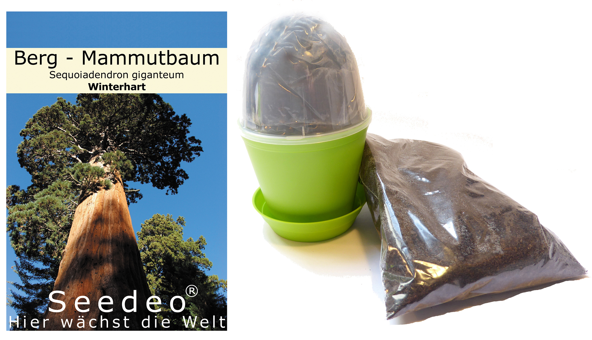 Seedeo® Anzuchtset Berg-Mammutbaum  (Sequoiadendron giganteum)