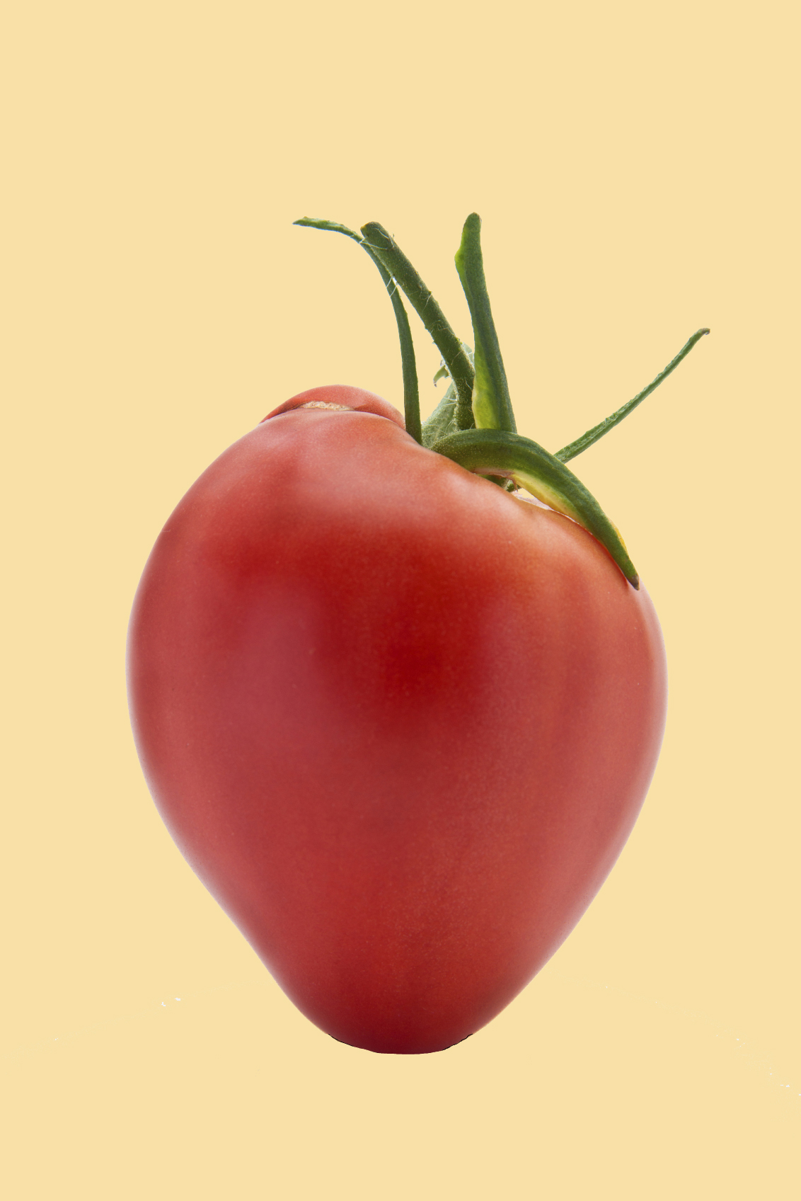 Seedeo® Tomate Ochsenherz (Cuor di bue) (Lycopersicum L.) 25 Samen BIO
