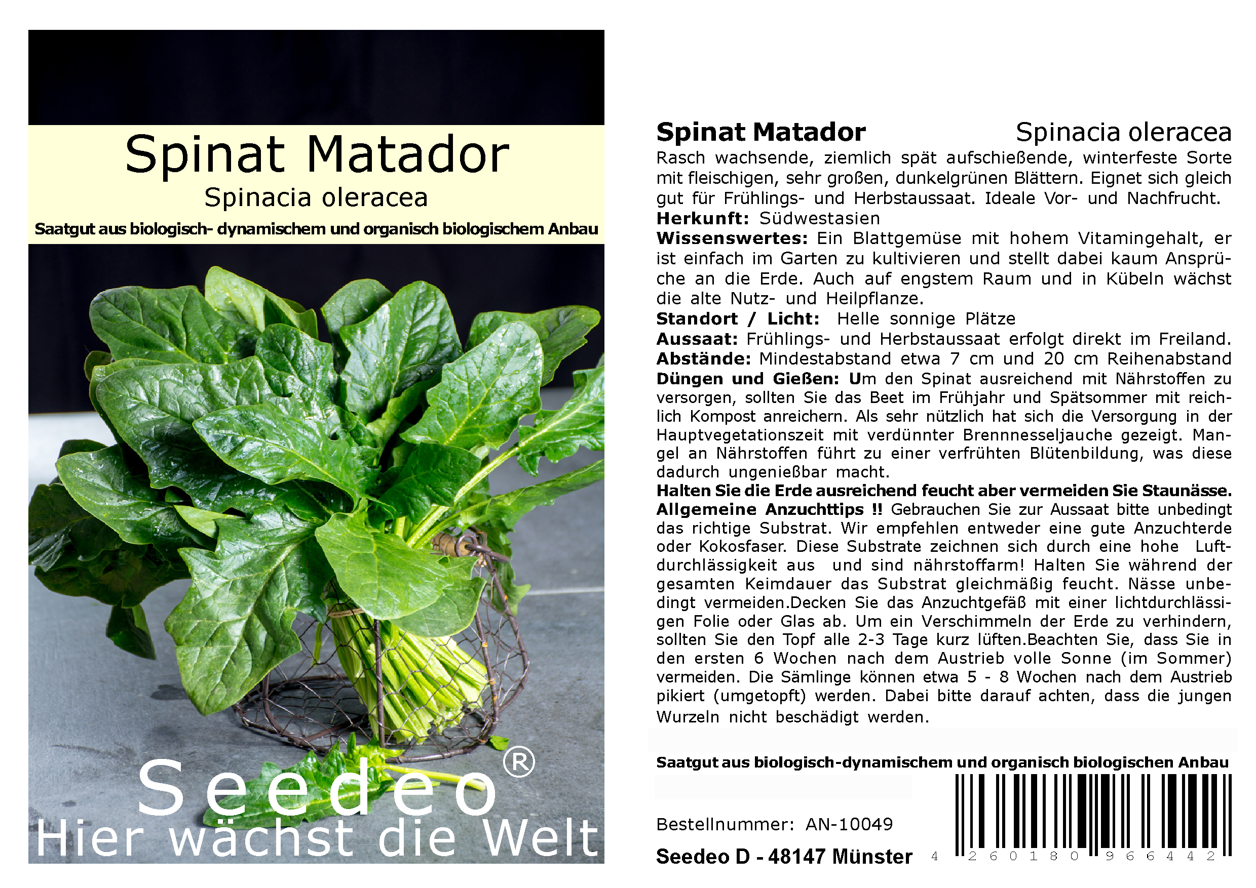Seedeo® Spinat Matador (Spinacia oleraceaca) 500 Samen BIO