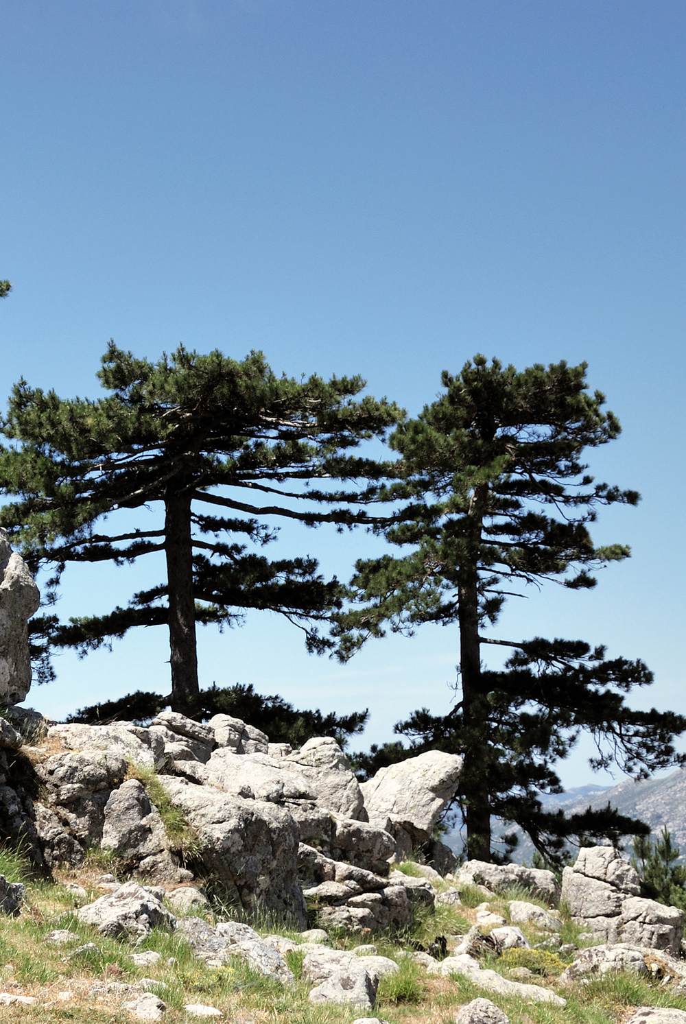 Schwarzkiefer Pinus nigra austriaca karte