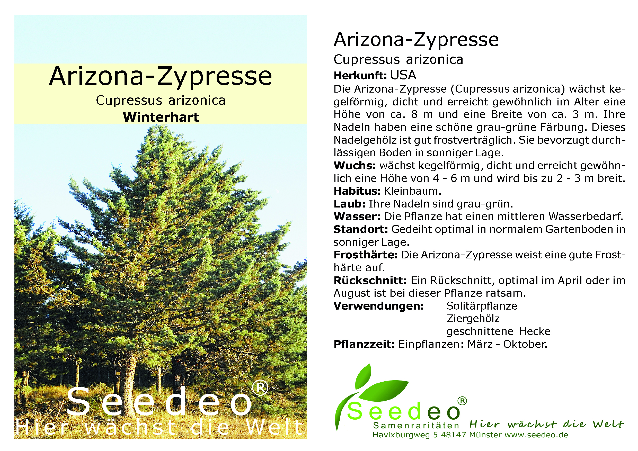 Arizona-Zypresse	 (Cupressus arizonica) Pflanze ca. 60 cm hoch