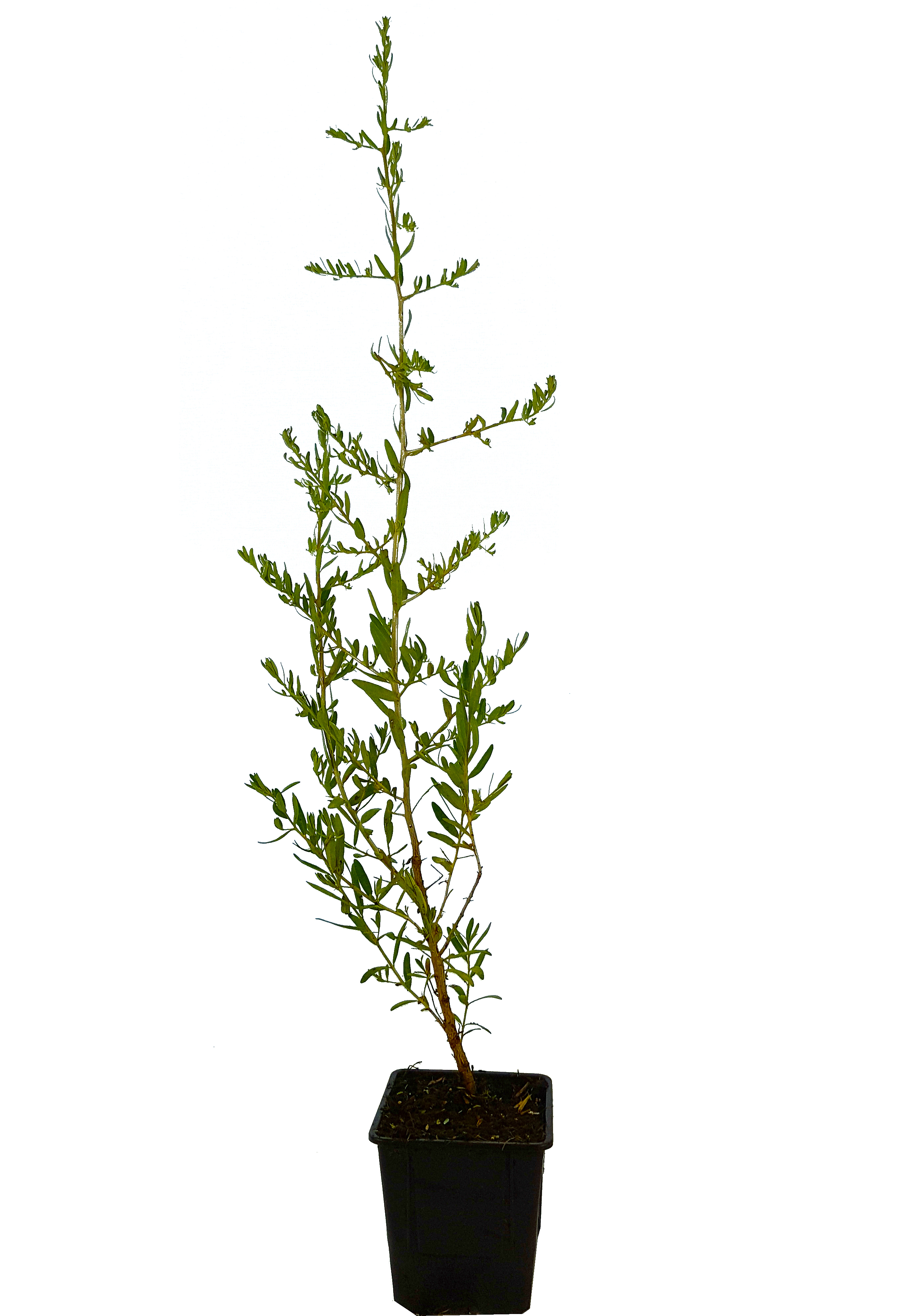 Seedeo® Sanddorn  (Hippophae rhamnoides) ca. 50 cm hoch