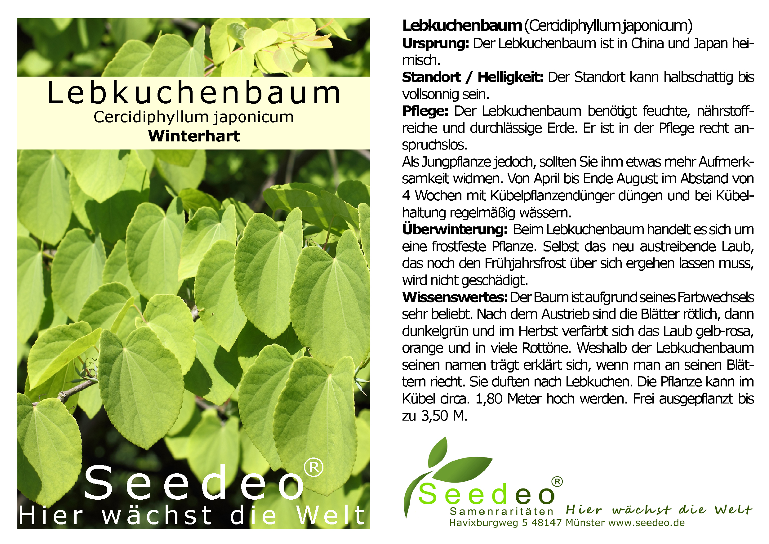 Seedeo® Lebkuchenbaum (Cercidiphyllum japonicum) Pflanze ca. 30 cm