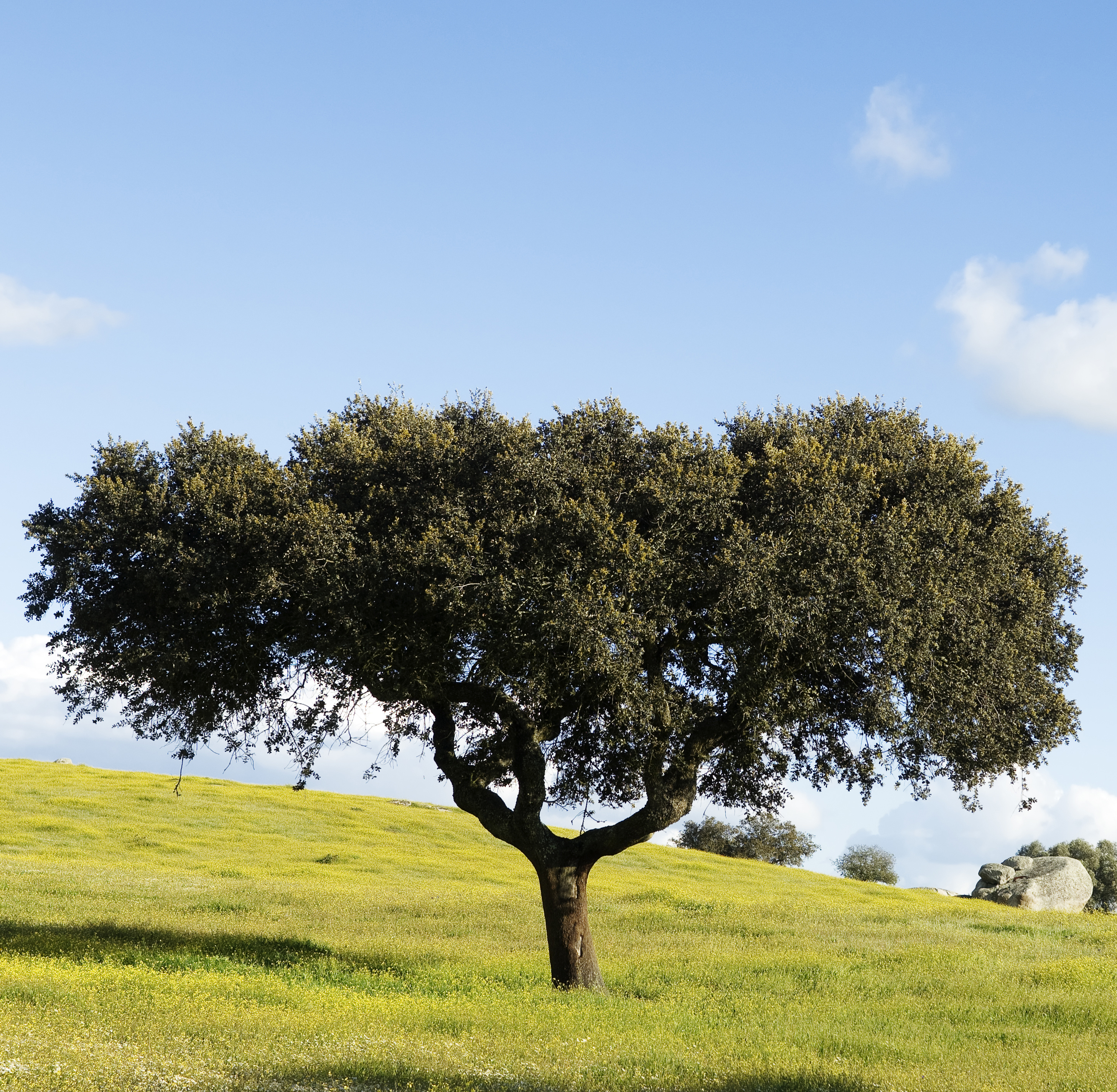 Seedeo® Steineiche (Quercus ilex) Pflanze ca. 30 - 40 cm hoch