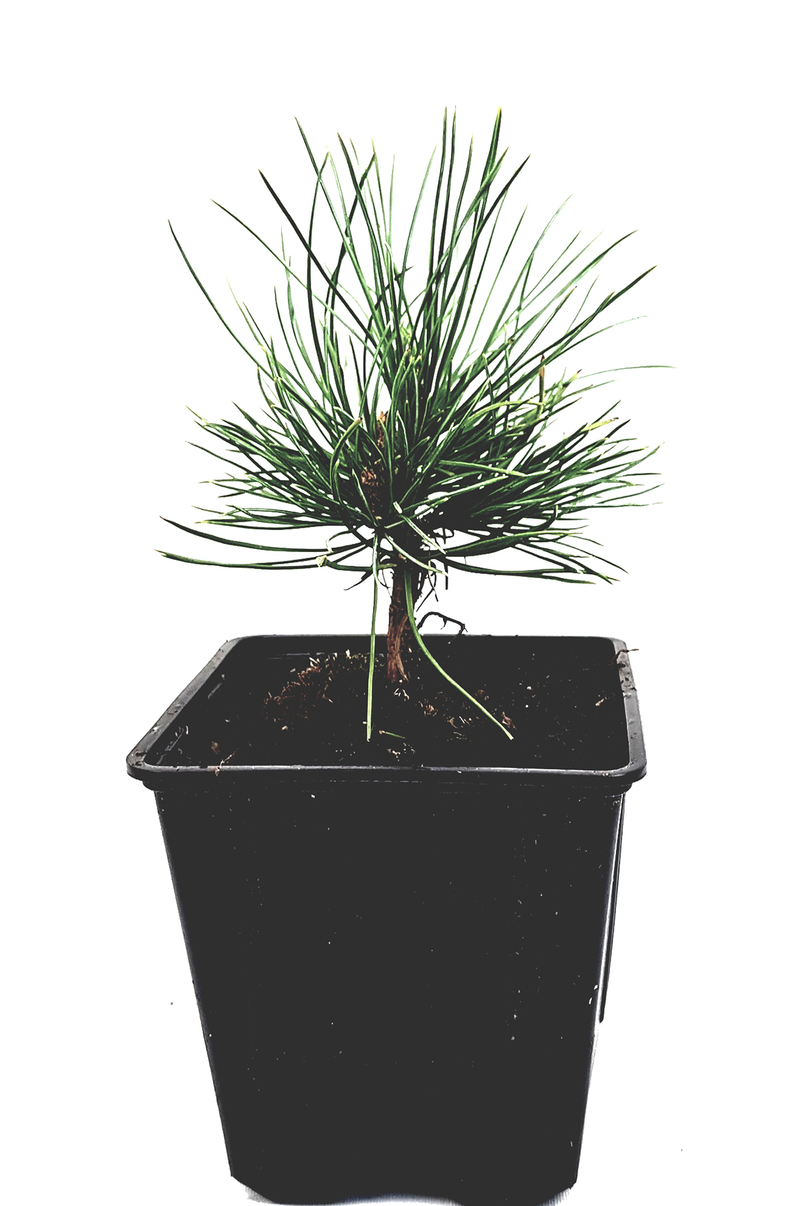 Zirbel-Kiefer / Zirbe (Pinus cembra) ca. 10 cm hoch