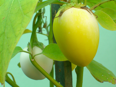 Bild Eierbaum  (Solanum melonga) 20 Samen