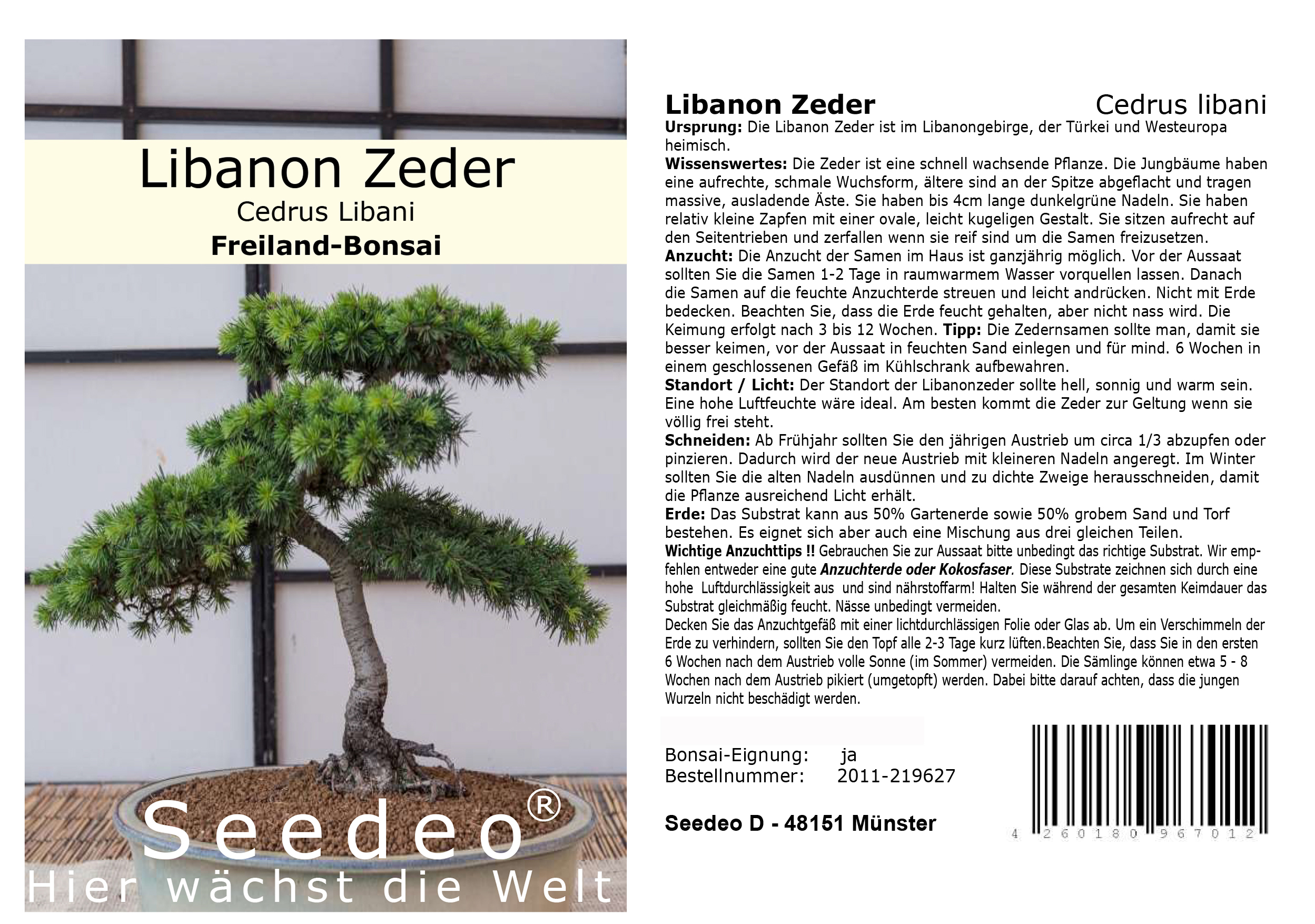 Seedeo® Libanon Zeder (Cedrus libani)  20 Samen