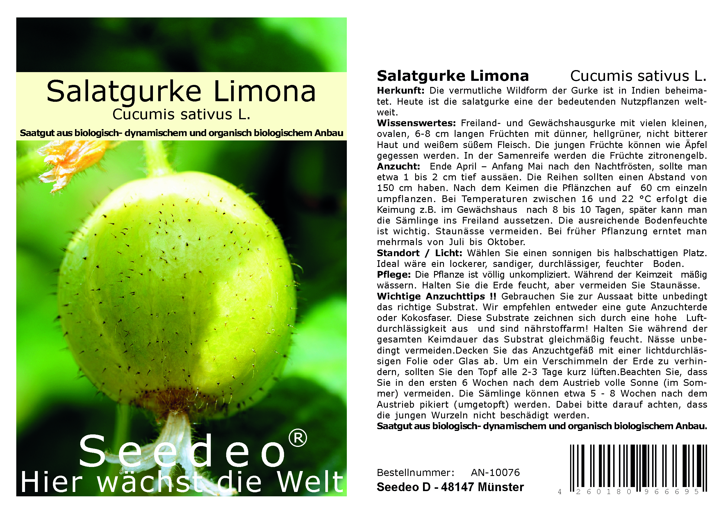 Seedeo® Salatgurke Limona  (Cucumis sativus L) 20 Samen BIO