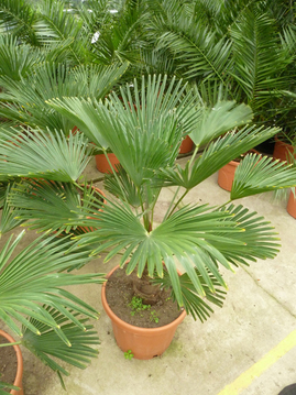 Bild Hanfpalme (Trachycarpus wagnerianus) 8 Samen