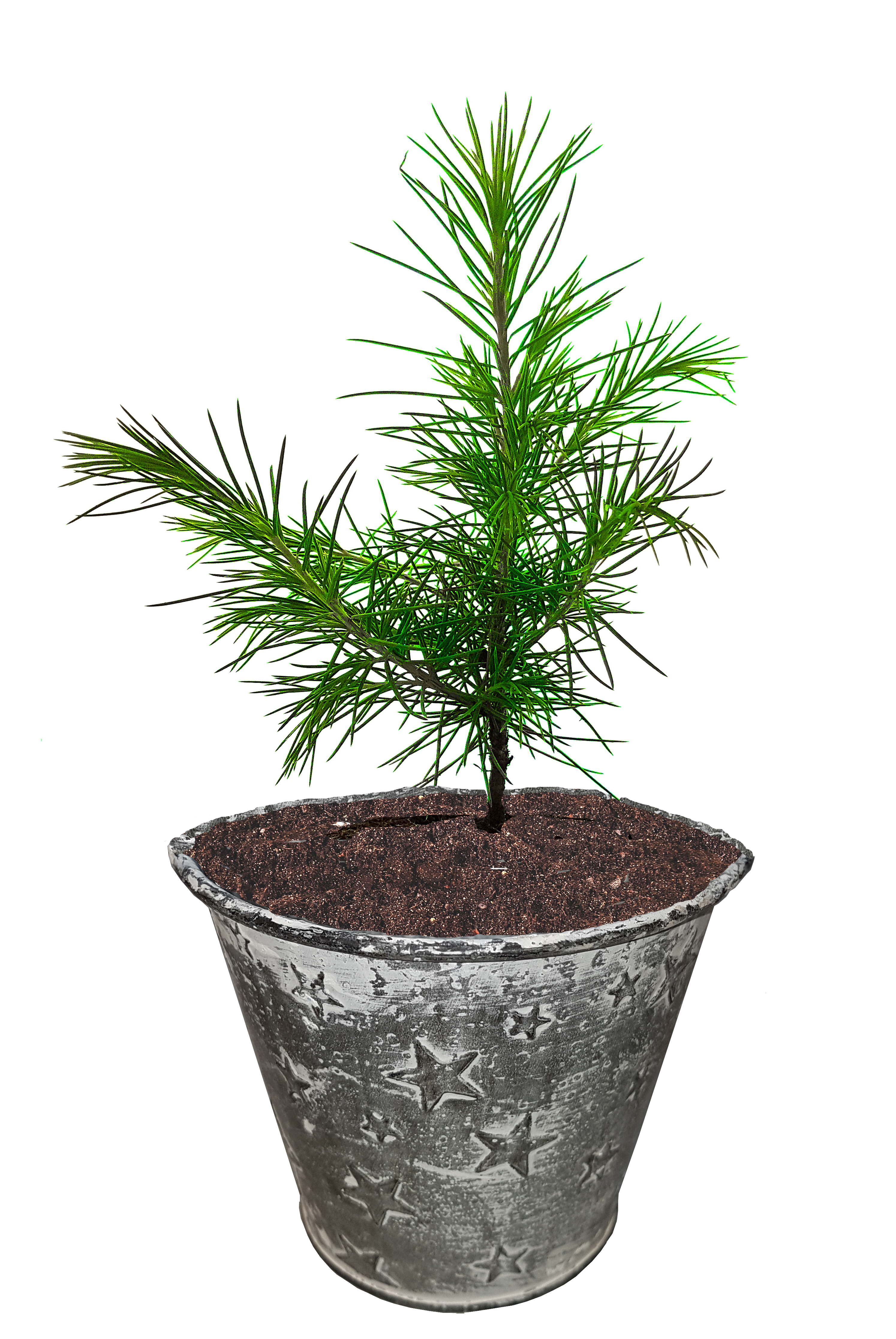 Seedeo® Himalaja-Zeder (Cedrus deodara) Pflanze 2 Jahre Geschenkedition Topf mit Sternen