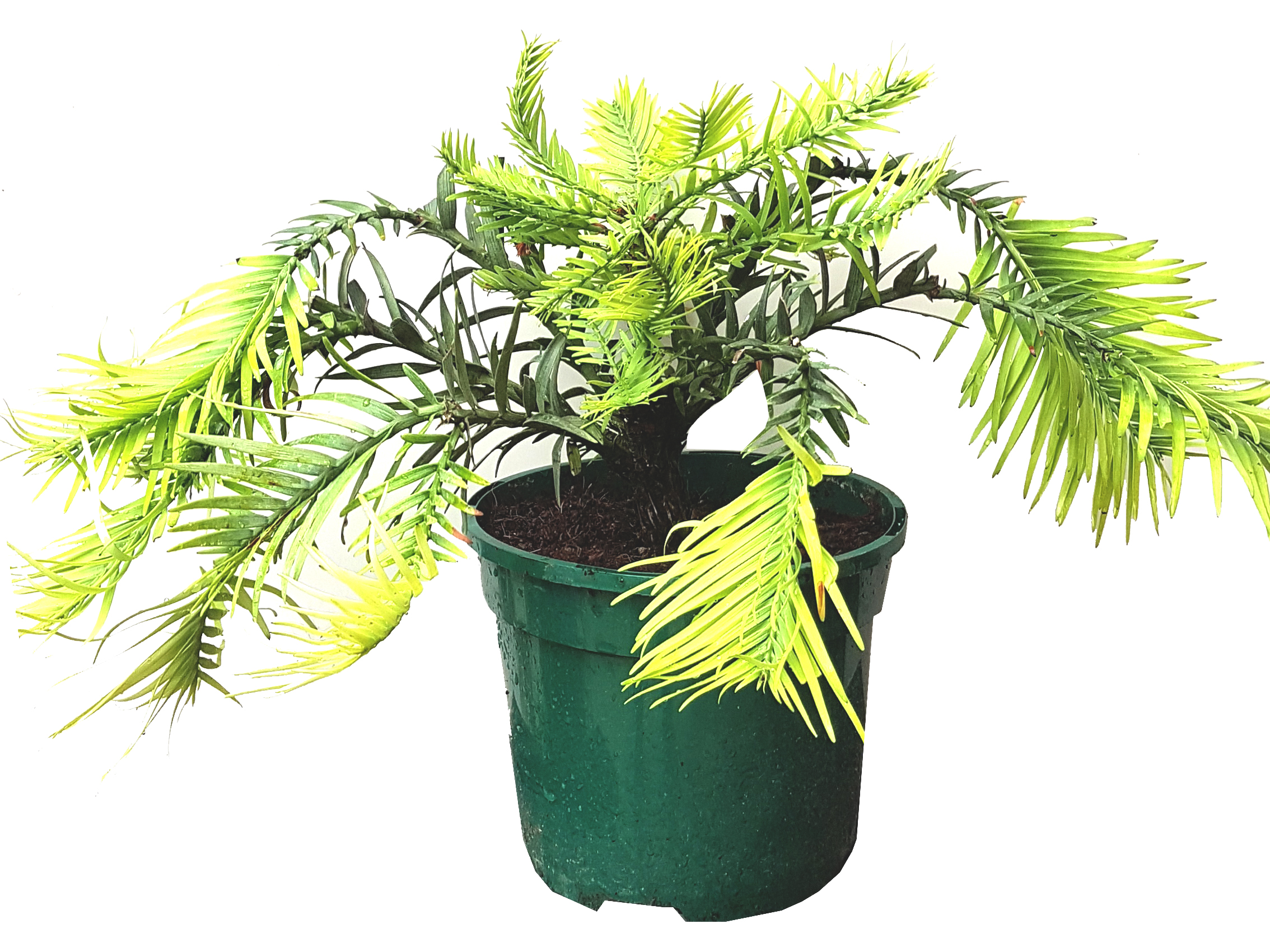 Seedeo® Wollemi Pine (Wollemia nobilis) Pflanze ca. 20 - hoch und geschnitten