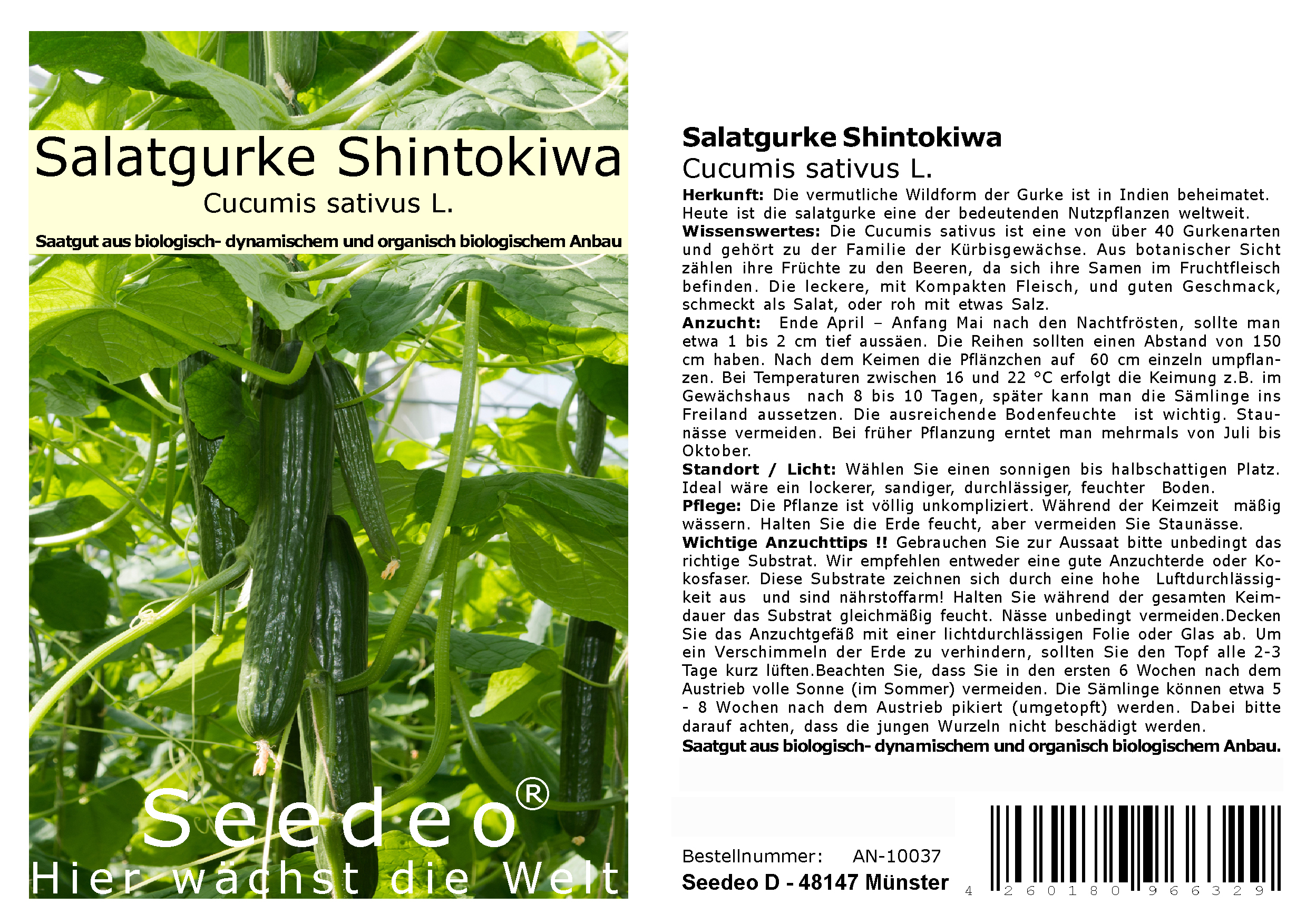 Seedeo® Salatgurke Shintokiwa (Cucumis sativus) 20 Samen BIO