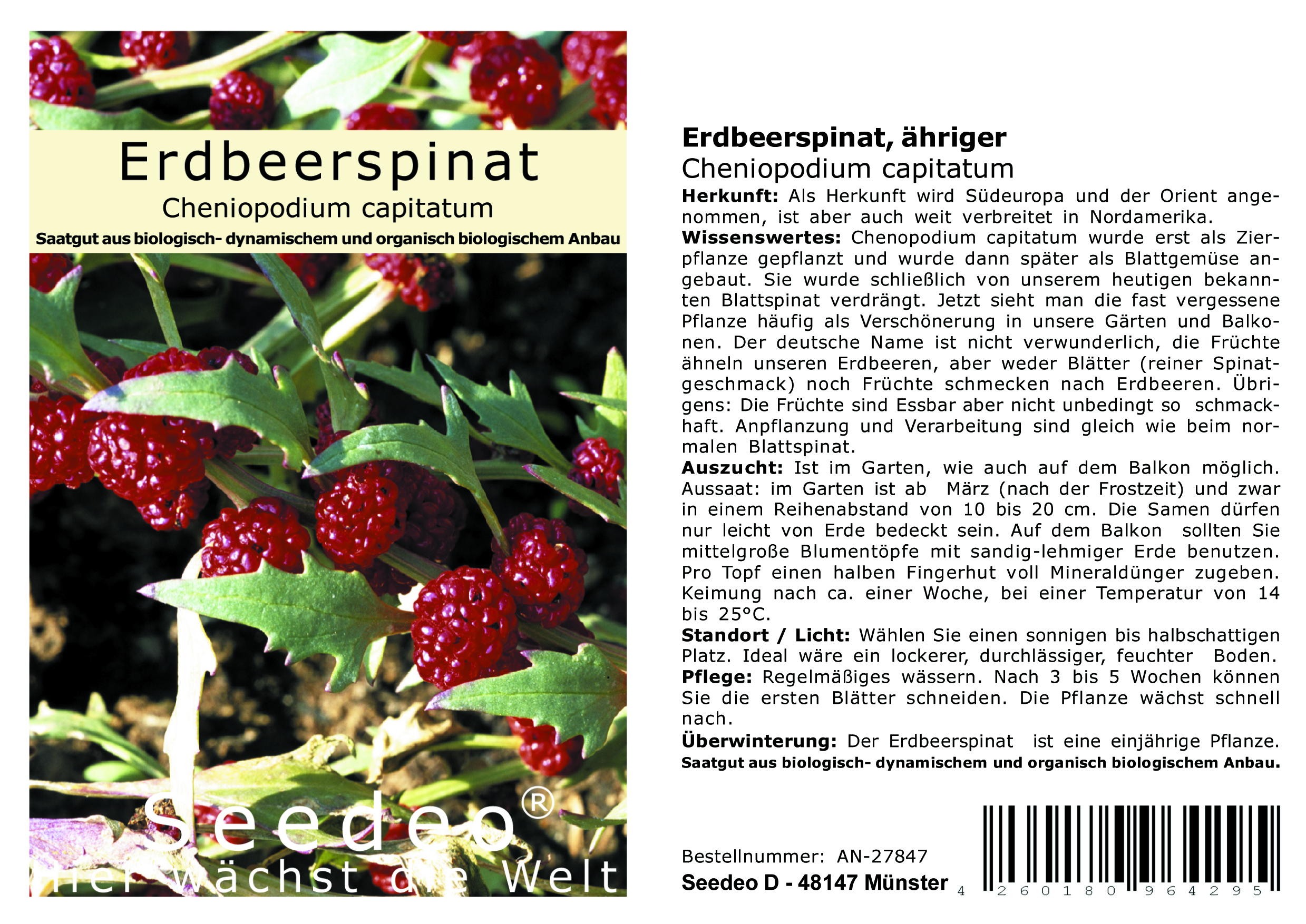 Seedeo® Erdbeerspinat, ähriger  (Cheniopodium capitatum)  300 Samen BIO