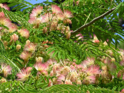 Bild Schlafbaum (Albizzia julibrissin) 50 Samen