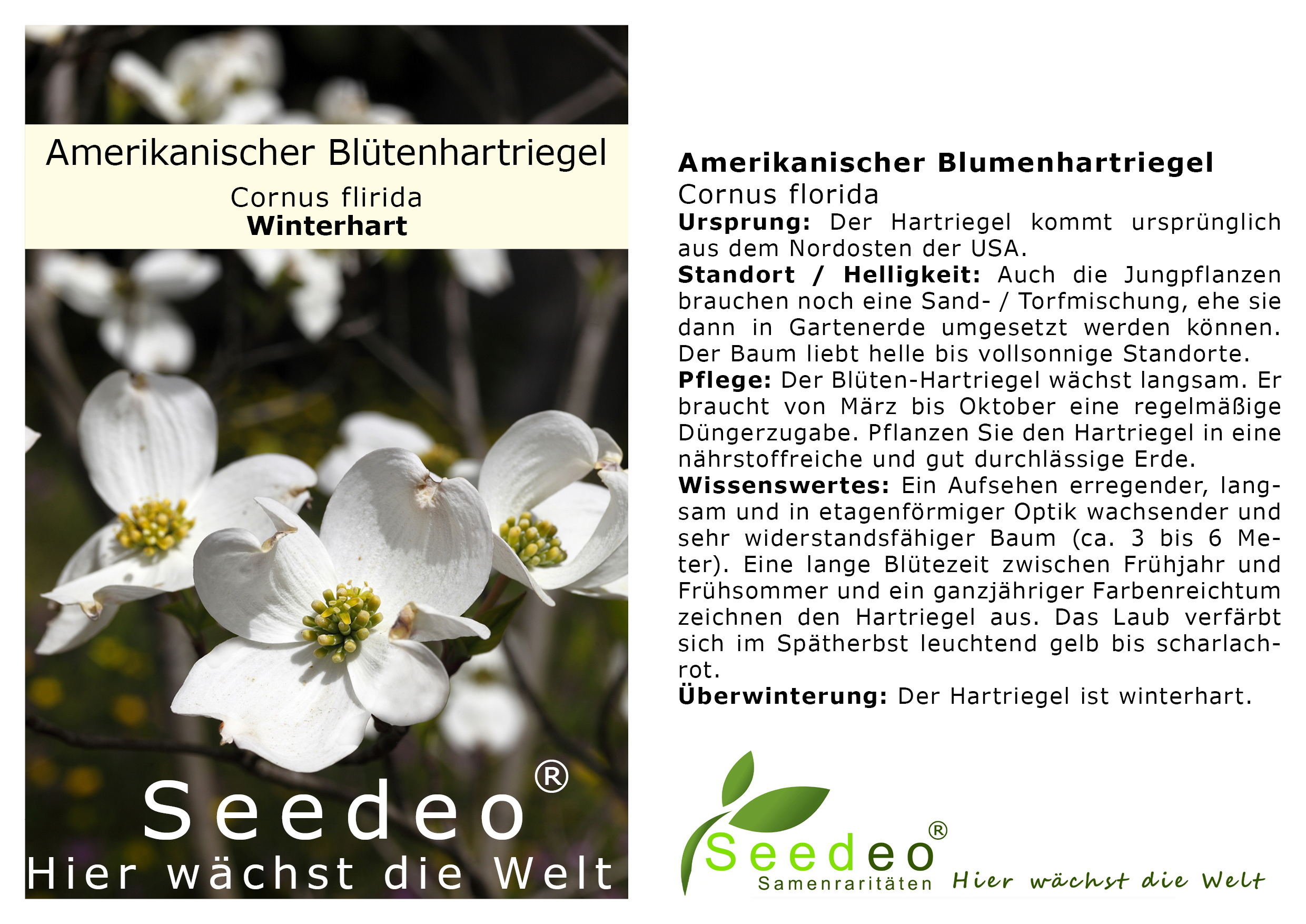 Seedeo®  Amerikanischer Blumenhartriegel (Cornus florida) ca 60 cm - 80 cm hoch