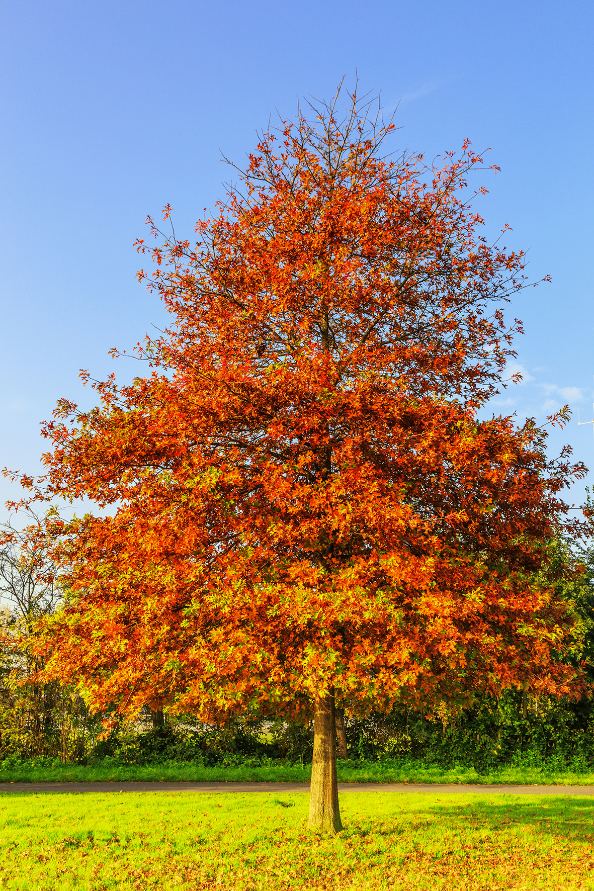 Seedeo® Sumpf-Eiche (Quercus palustris) Pflanze ca. 30 cm - 50 cm hoch