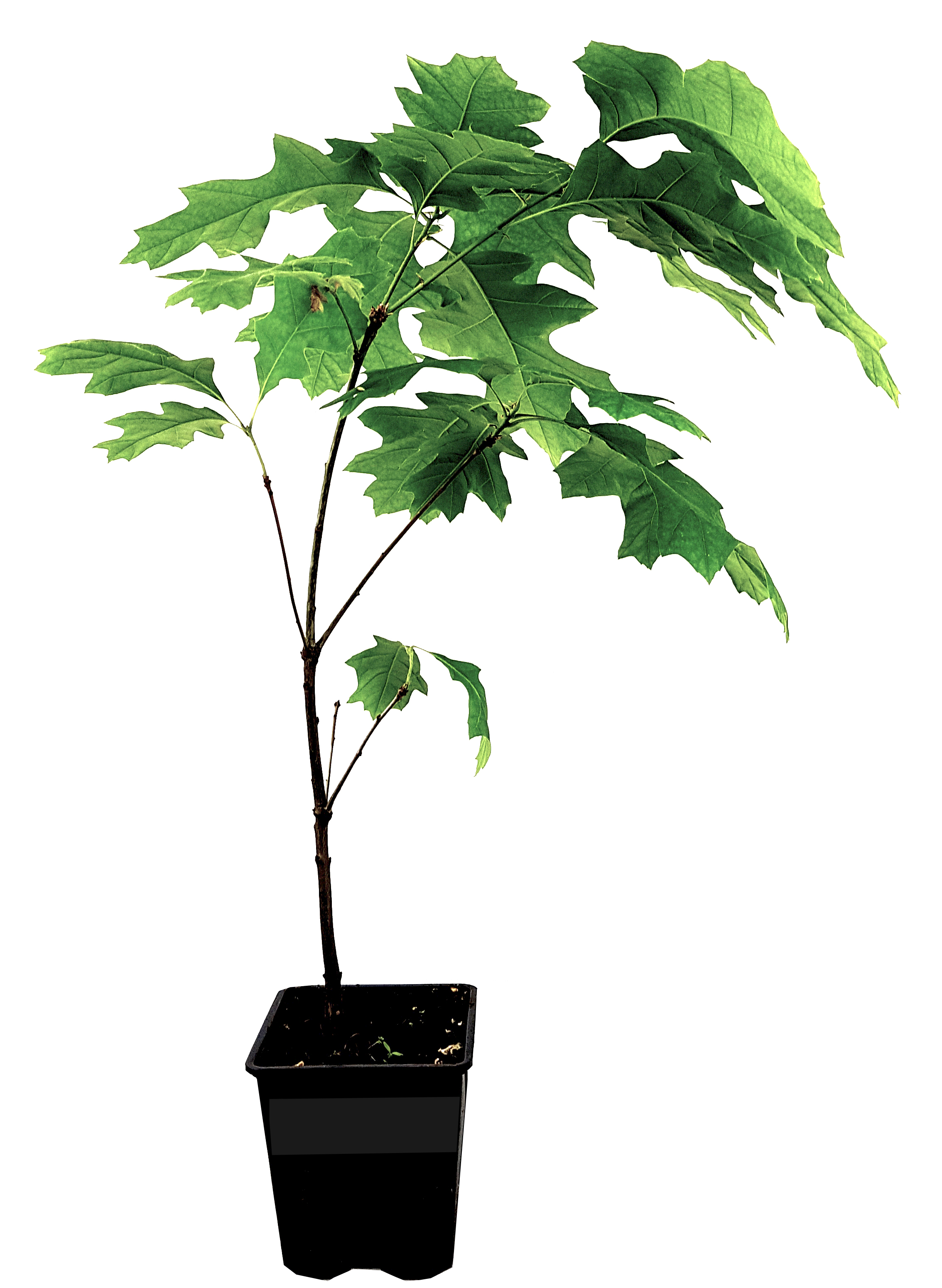 Seedeo® Scharlach-Eiche (Quercus coccinea) Pflanze ca. 50 cm - 80 cm hoch