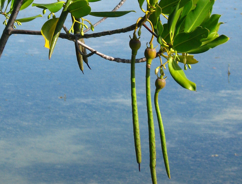 Bild Rote Mangrove (Rhizophora mangle) 1 Samen