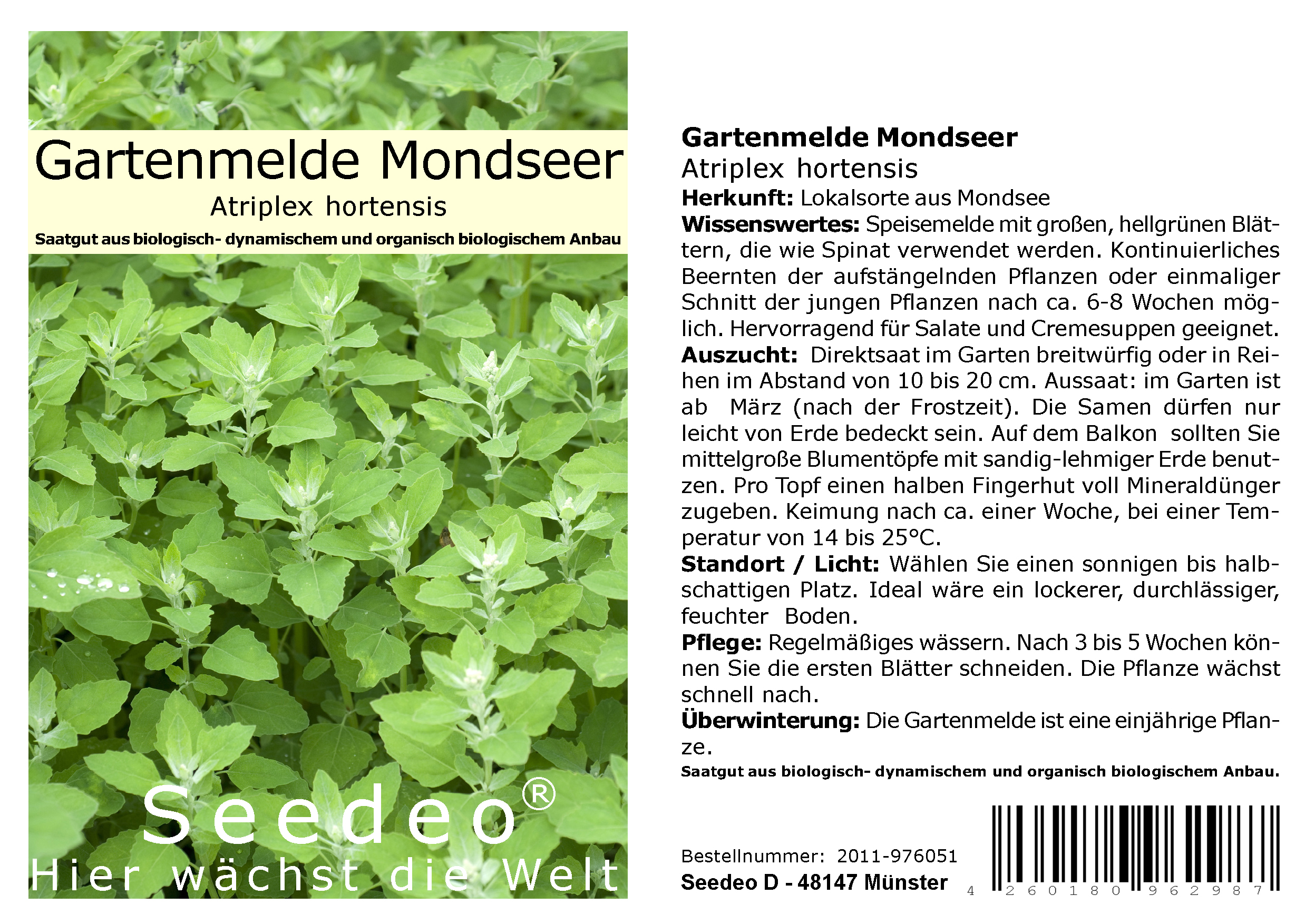 Seedeo® Gartenmelde Mondseer (Atriplex hortensis) 300 Samen Samen BIO