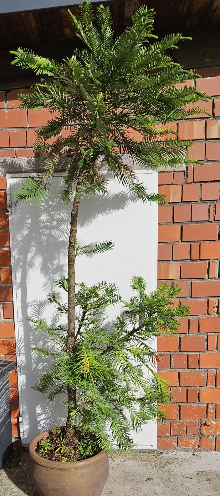 Seedeo® Wollemi Pine (Wollemia nobilis) Pflanze ca. 25 - hoch  