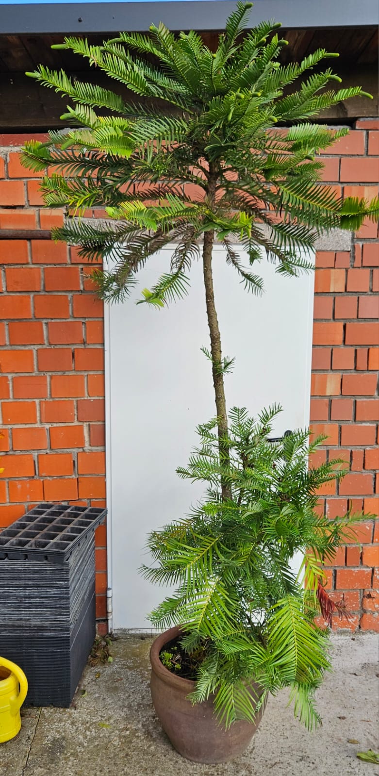 Seedeo® Wollemi Pine (Wollemia nobilis) Pflanze ca. 25 - hoch  
