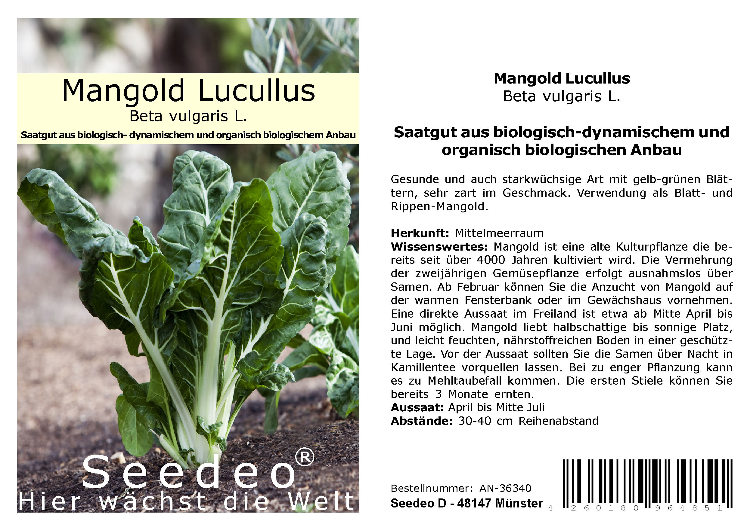 Seedeo® Mangold Lucullus ( Beta vulgaris L.) 50 Samen BIO