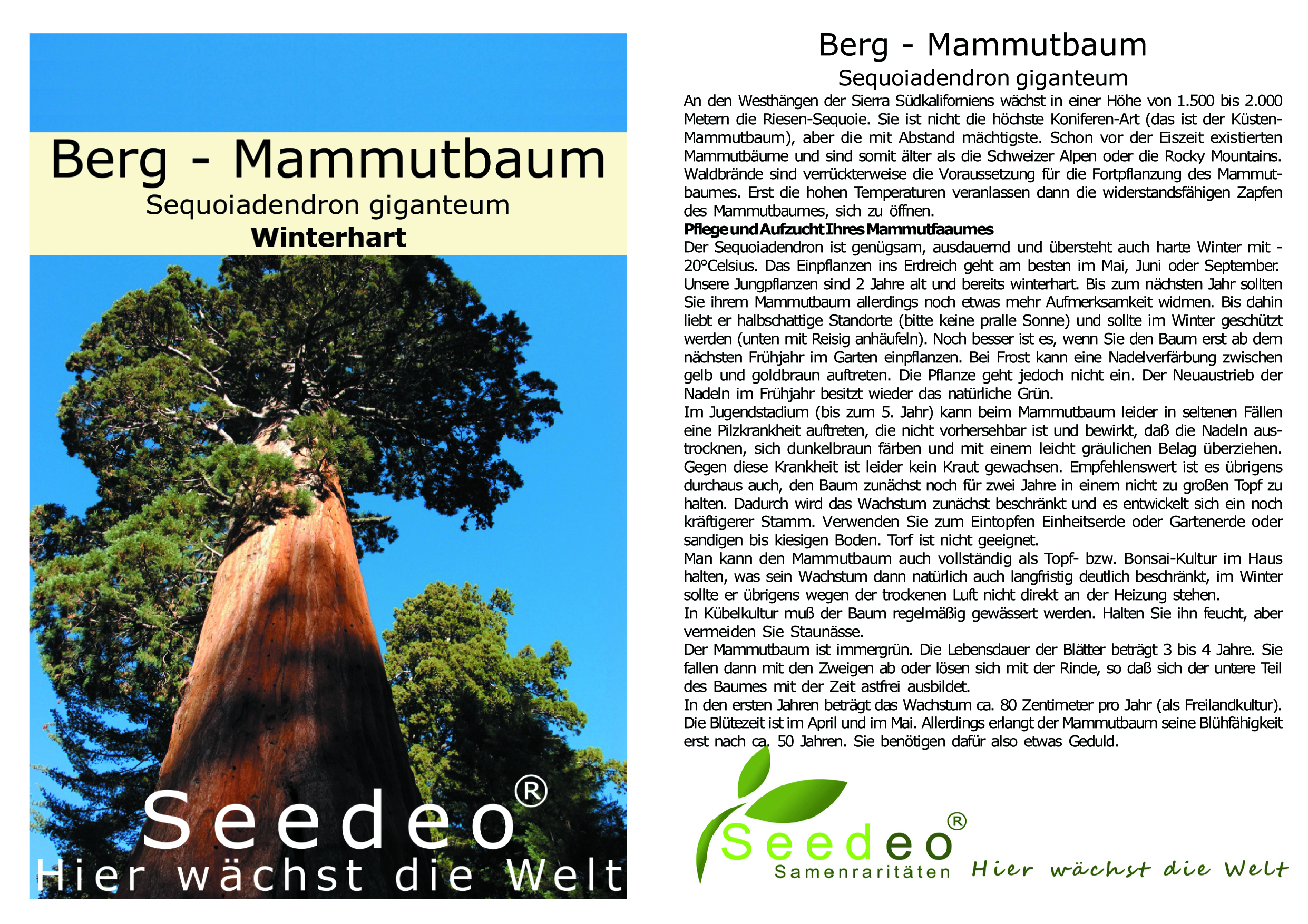 Seedeo® Berg - Mammutbaum (Sequoia. gigantea)  Pflanze 2 Jahre alt