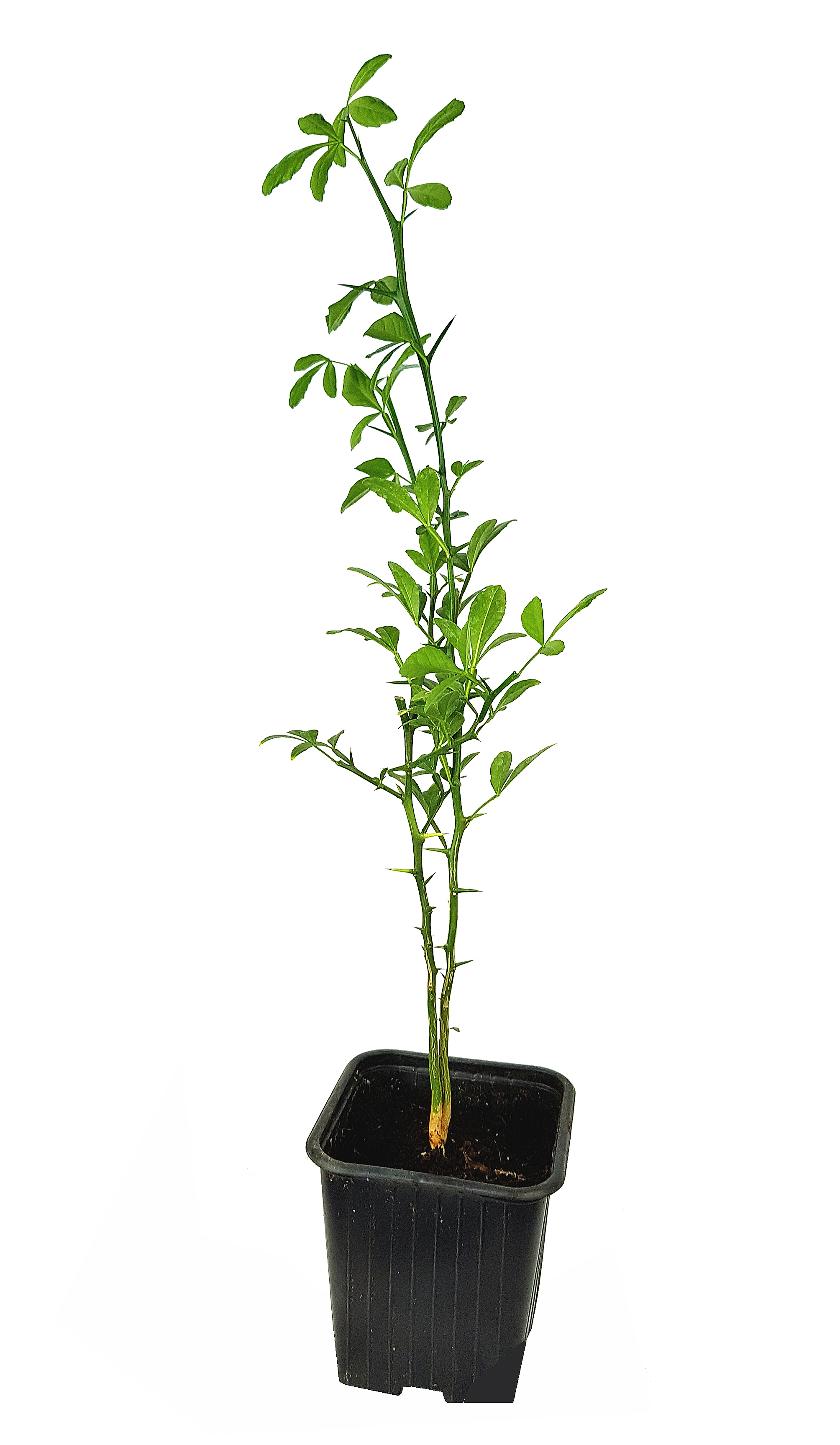 Bitterorange  (Poncirus trifoliata) Pflanze ca. 30 cm