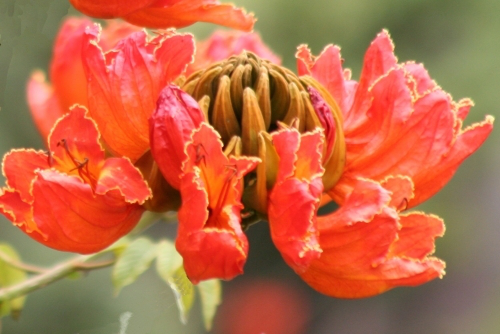 Bild Afrikanischer Tulpenbaum (Spathodea campanulata) 30 Samen