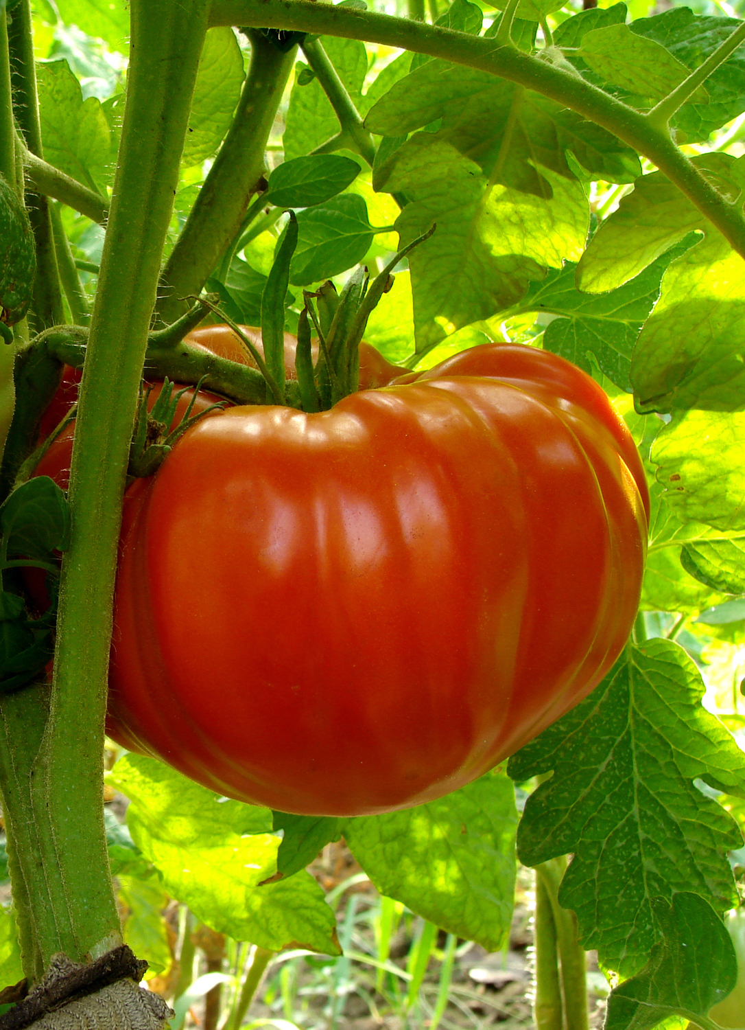 Seedeo® Tomate Olena Ukrainian (Lycopersicum L.)  25 Samen BIO