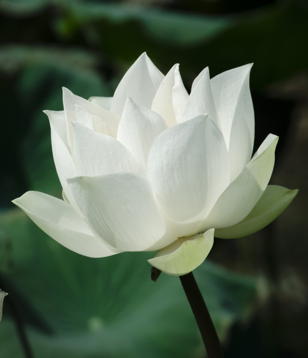 Lotus Nelumbo nucifera weiss