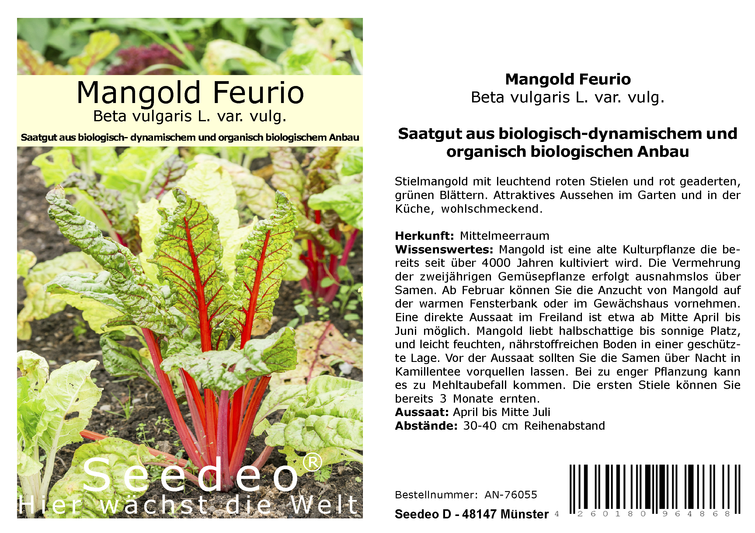 Seedeo® Mangold Feurio (Beta vulgaris L. var. vulg.) 50 Samen BIO
