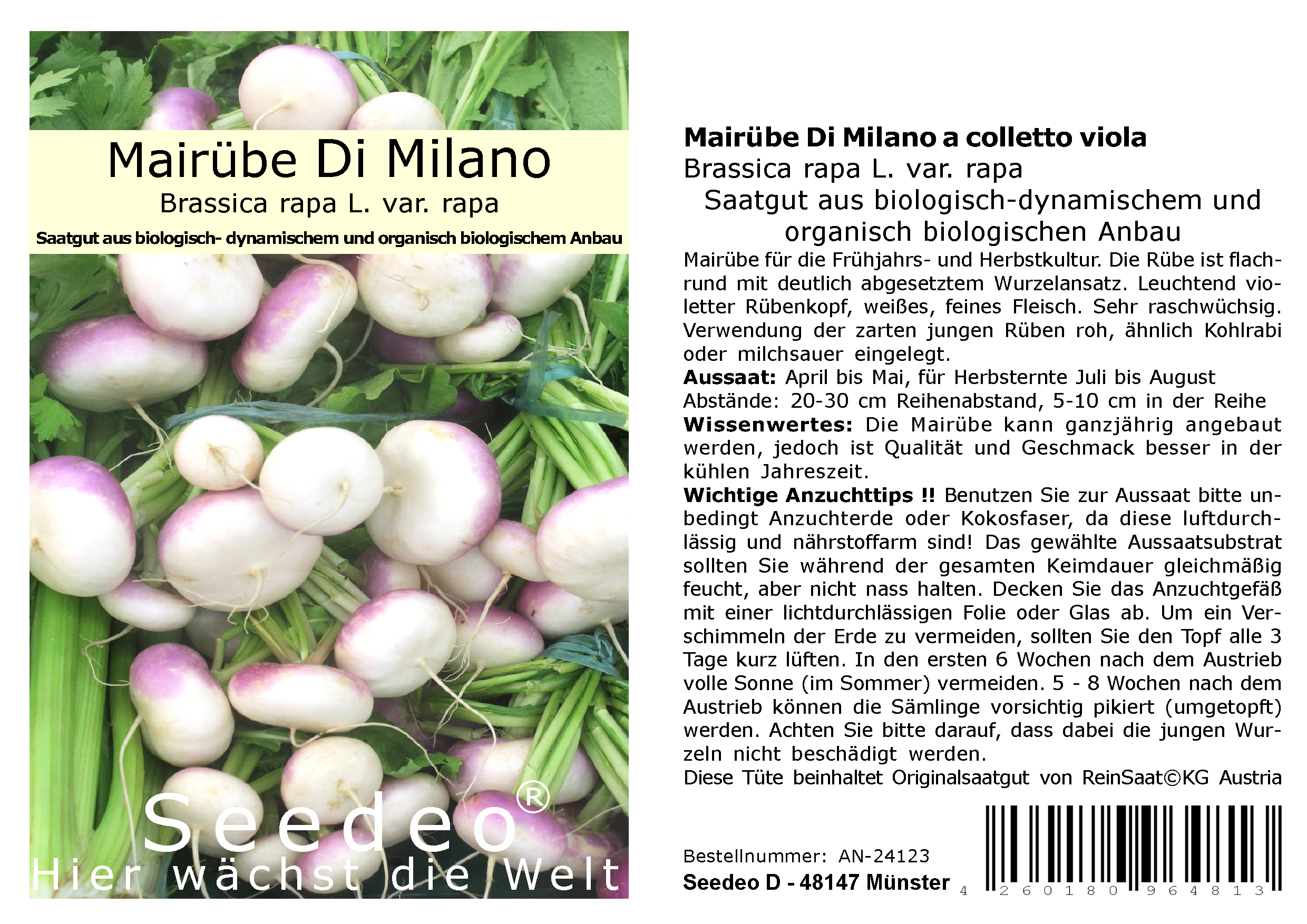 Seedeo® Mairübe Di Milano a colletto viola (Brassica rapa L. var. rapa) 200 Samen BIO