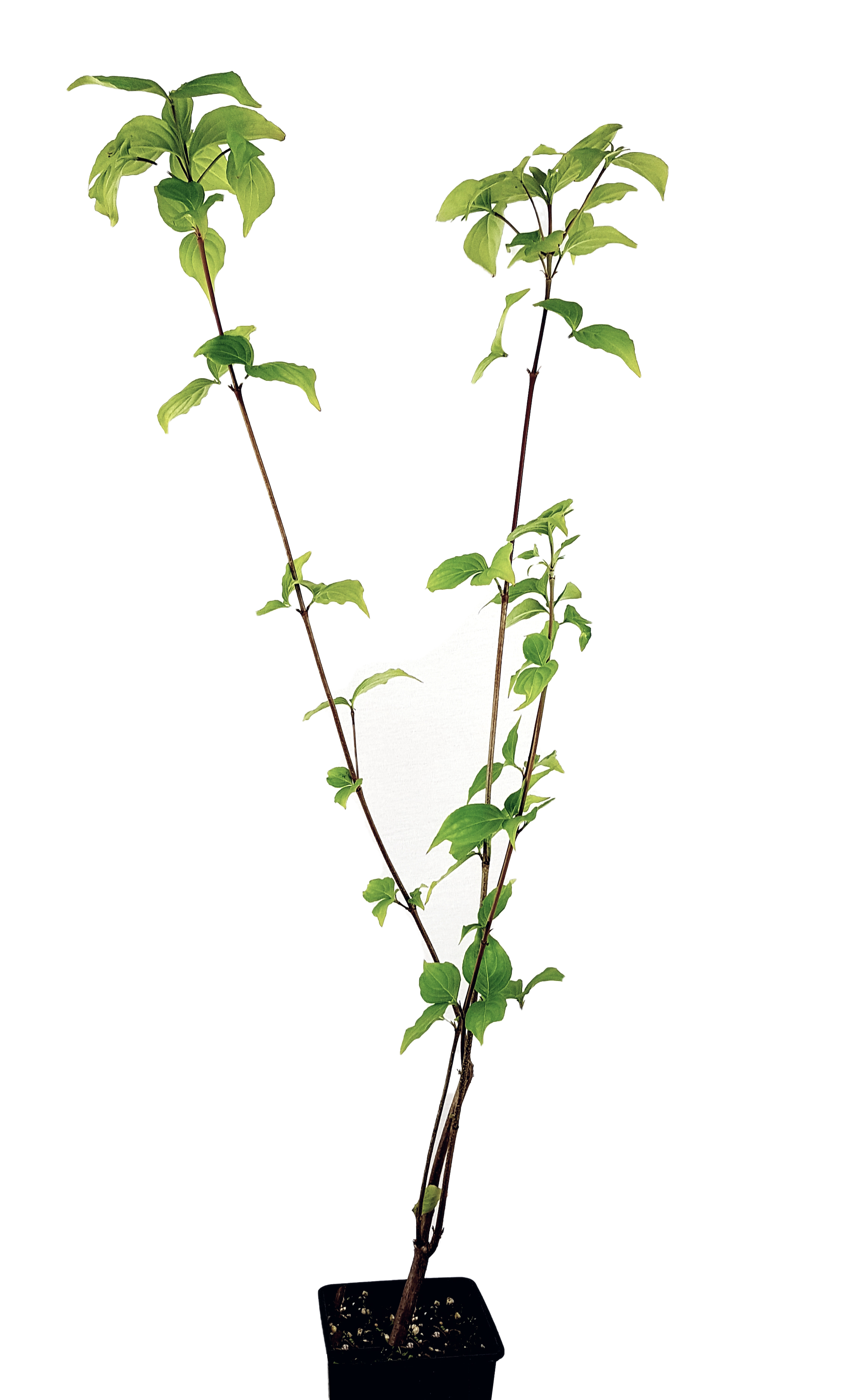 Seedeo® Asiatischer Blütenhartriegel Cornus kousa var. chinensis ca. 60 cm - 80 cm hoch
