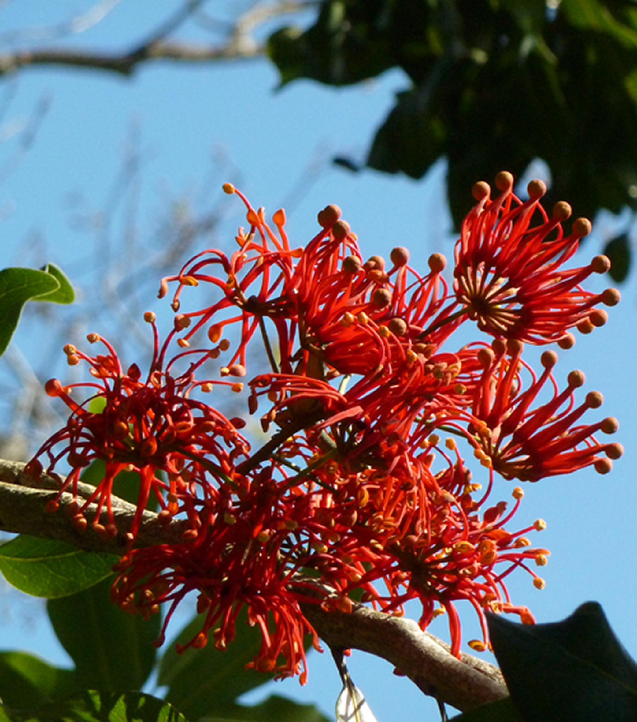 Seedeo® Australischer Feuerradbaum (Stenocarpus sinuatus) 20 Samen