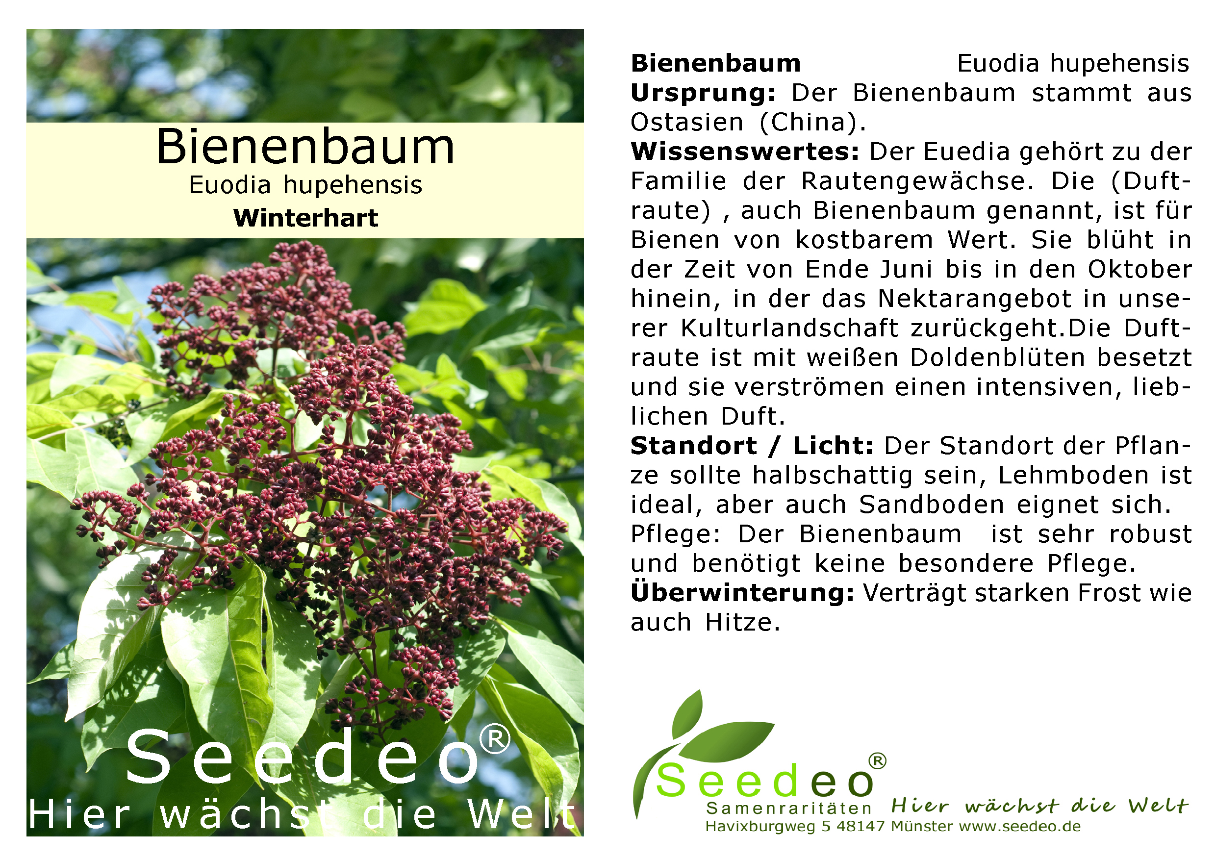 Seedeo® Bienenbaum (Euodia hupehensis) ca. 15 cm - 20 cm hoch