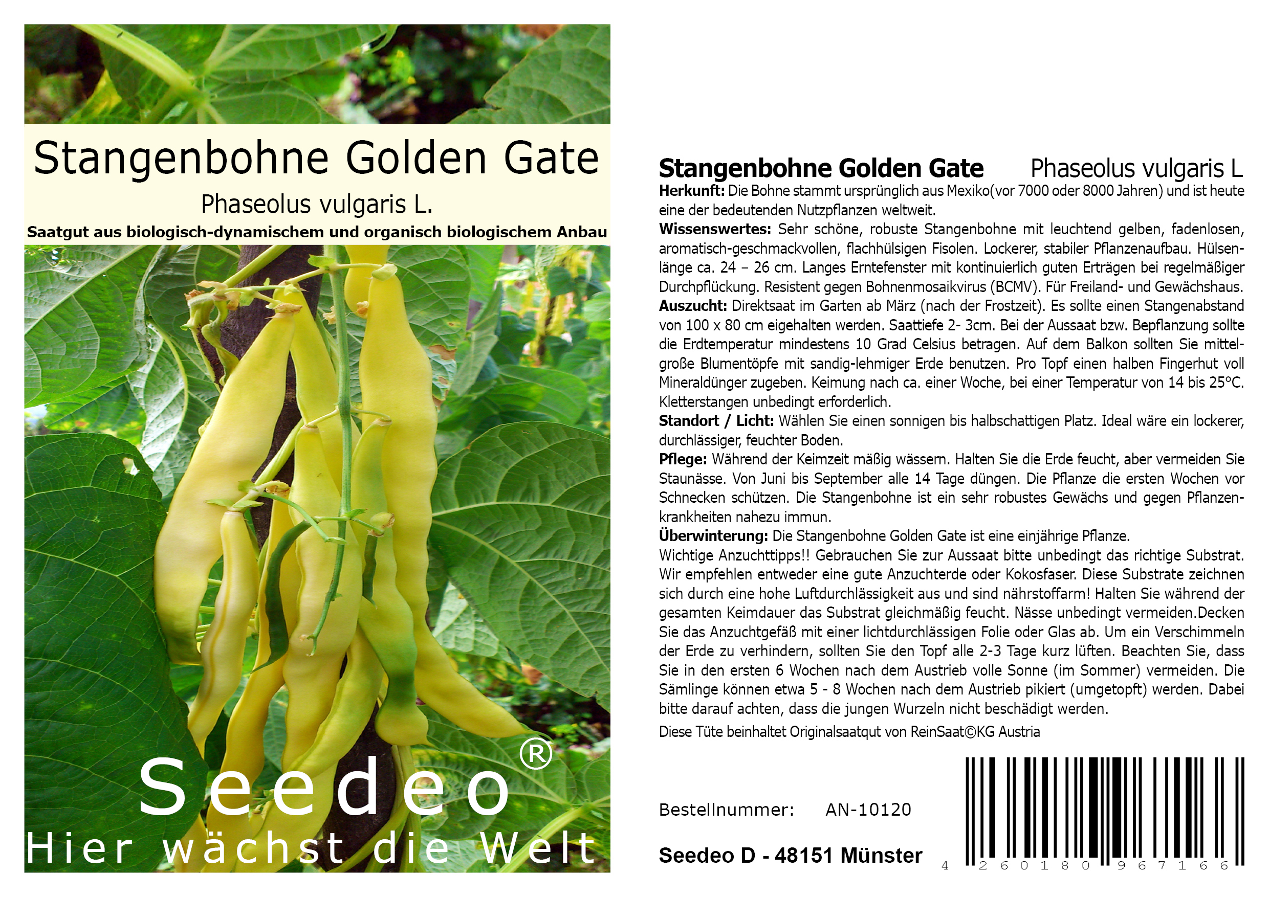 Seedeo® Stangenbohne Golden Gate (Phaseolus vulgaris L.) 30 Samen BIO