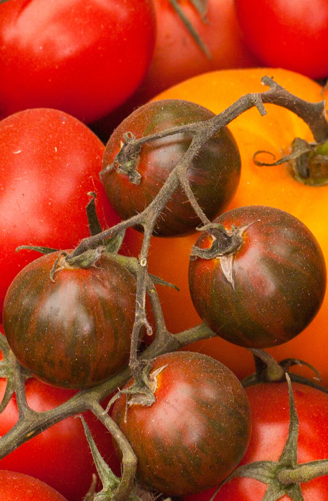 Seedeo® Tomate Black Cherry (Lycopersicum L.) 25 Samen BIO