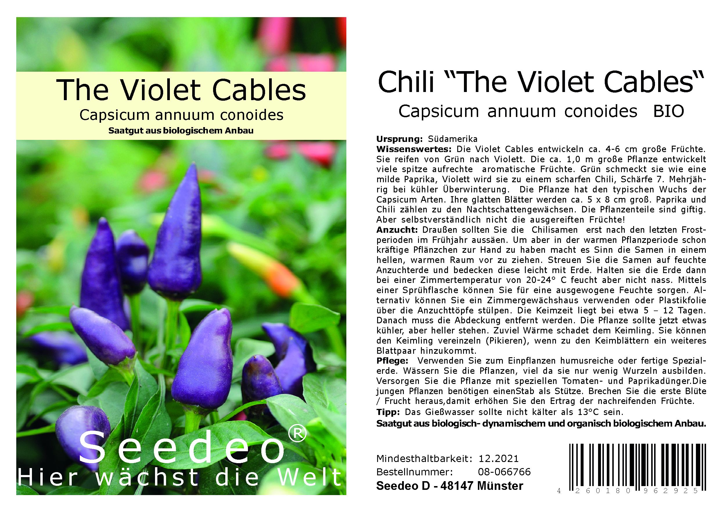 Seedeo® Chili 'The Violet Cables'  Capsicum annuum conoides 15 Samen