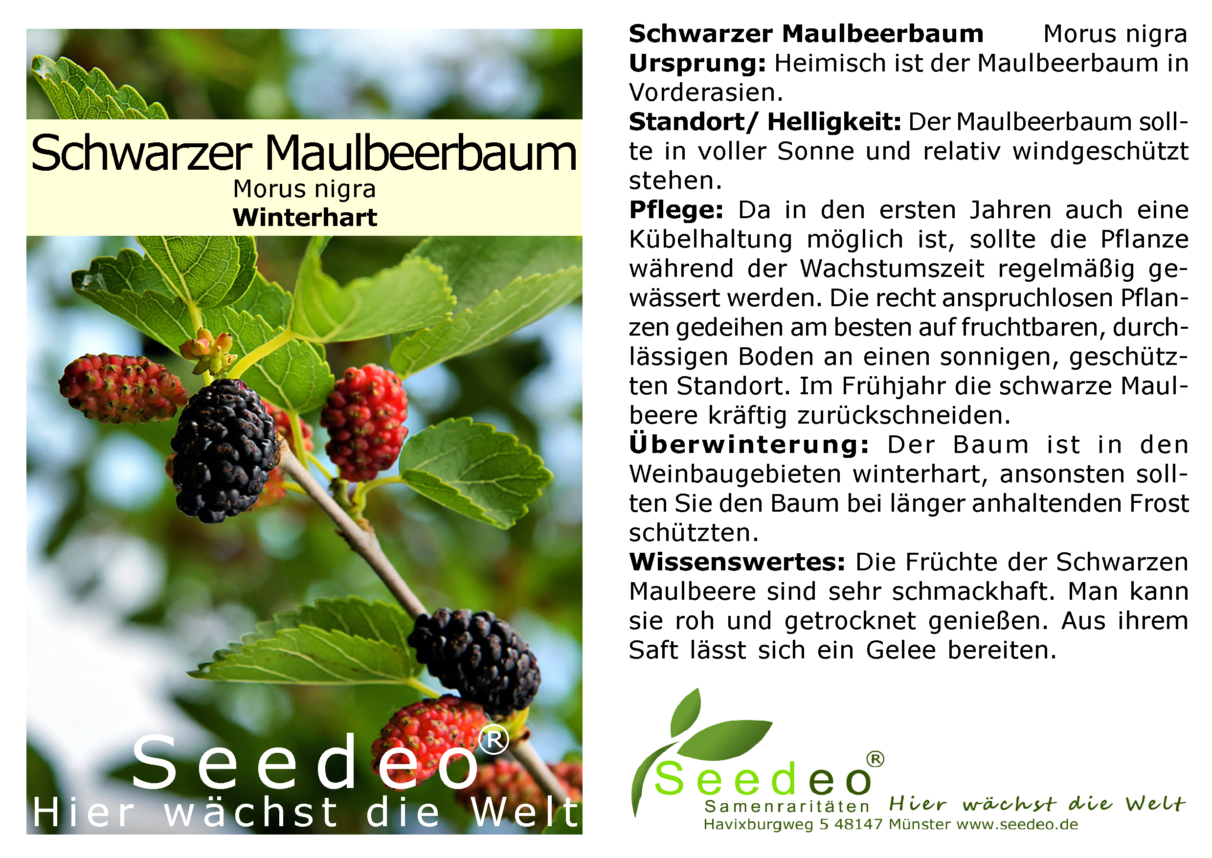 Seedeo® Schwarzer Maulbeerbaum (Morus nigra) ca. 30 cm - 40 cm