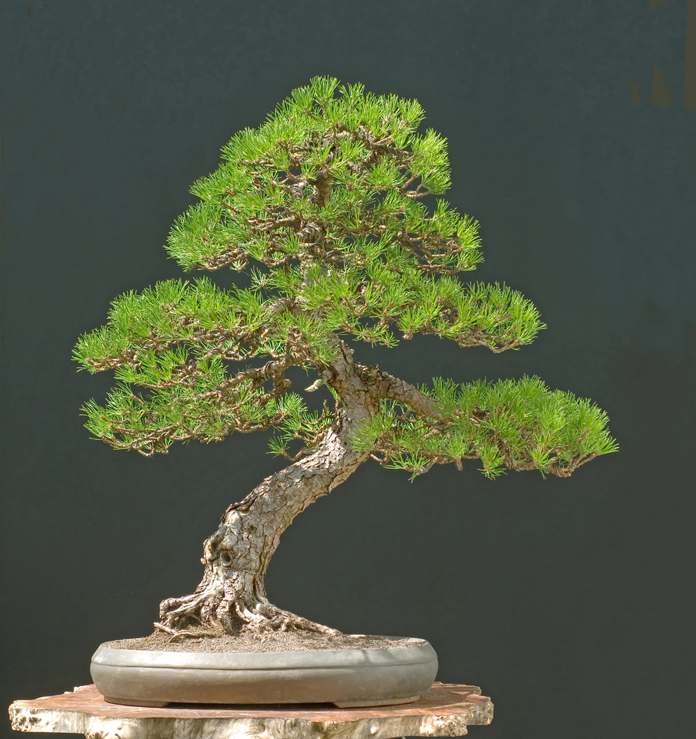 Bergkiefer Freilandbonsai  Pinus mugo Rostrata Shop