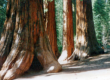Bild Berg - Mammutbaum (Sequoia. gigantea)  Pflanze 3 Jahre alt