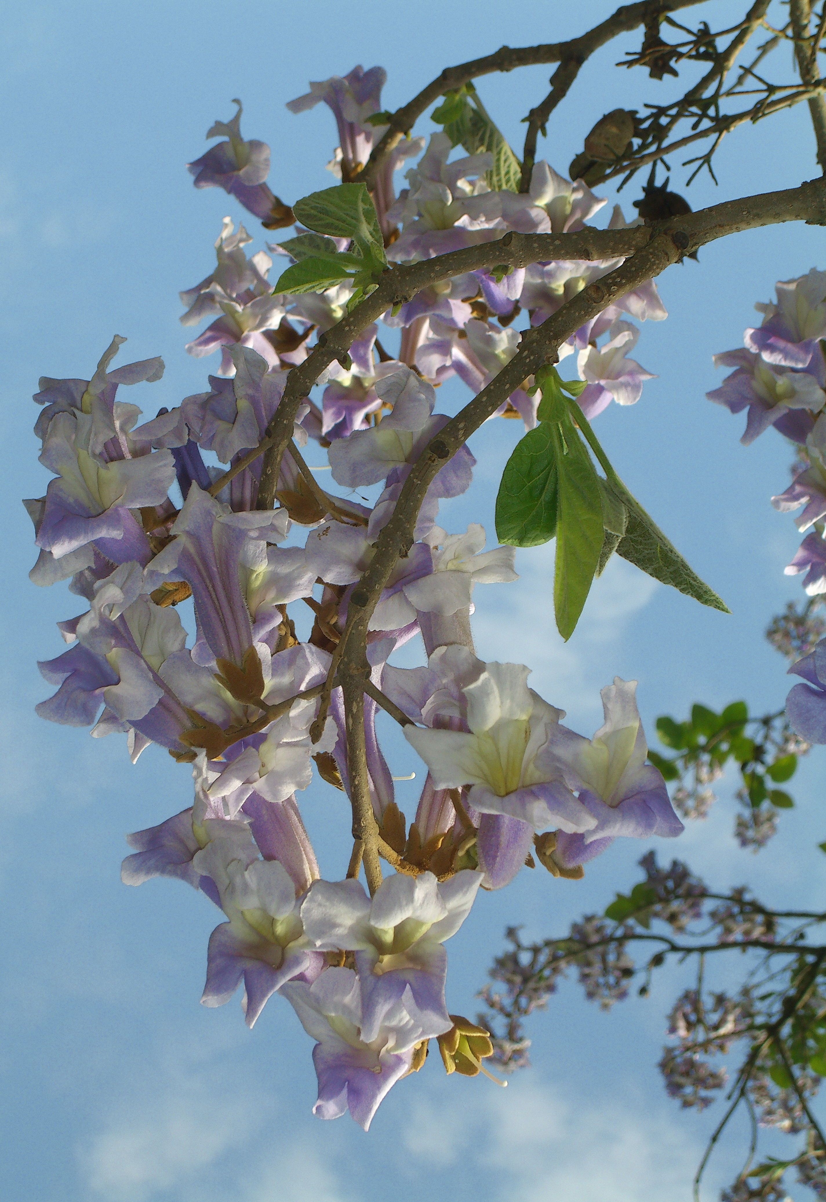 Seedeo® Blauglockenbaum (Paulownia tomentosa) Jungpflanze