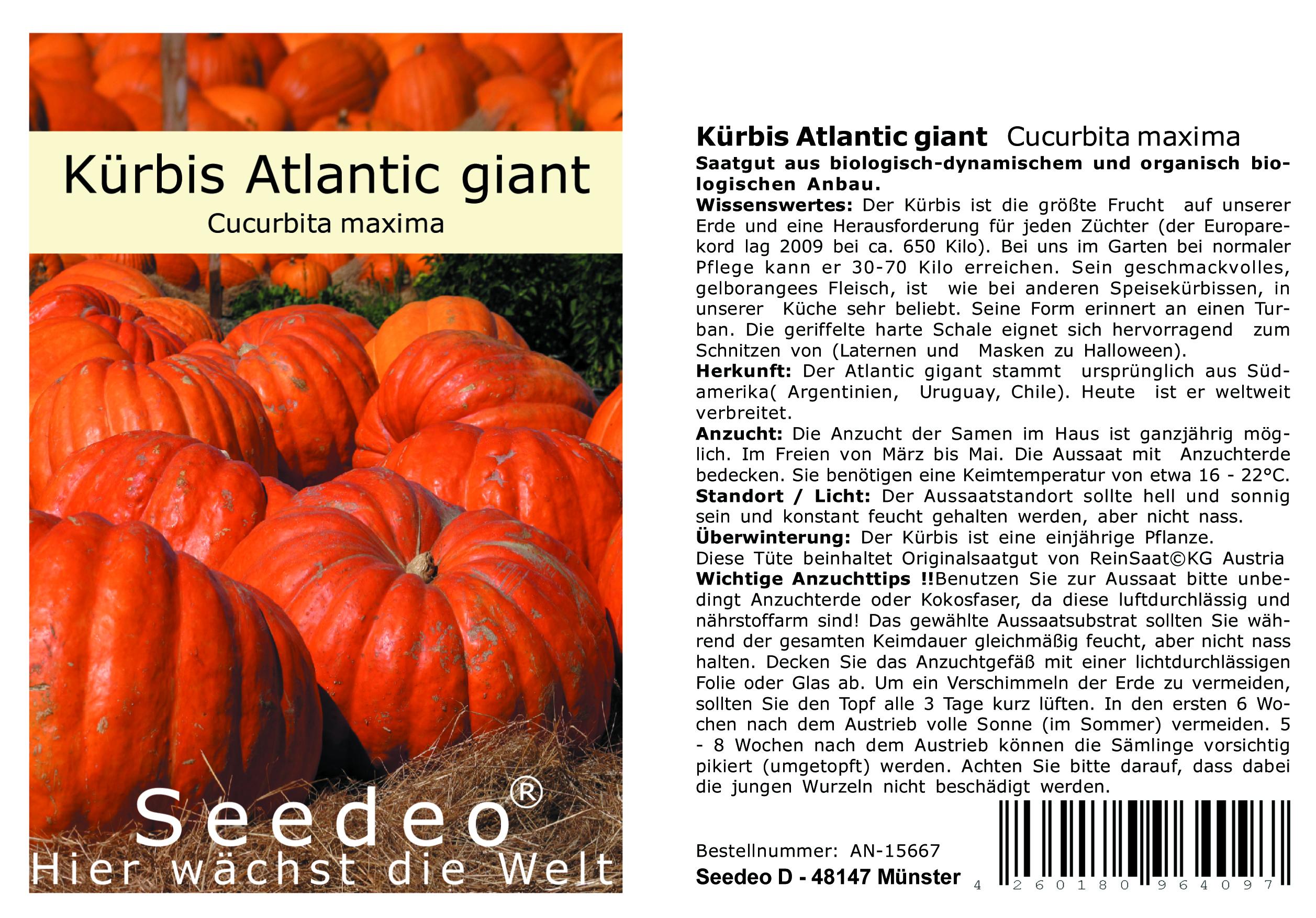 Seedeo® Kürbis Atlantic giant   (Cucurbita maxima) 10 Samen BIO